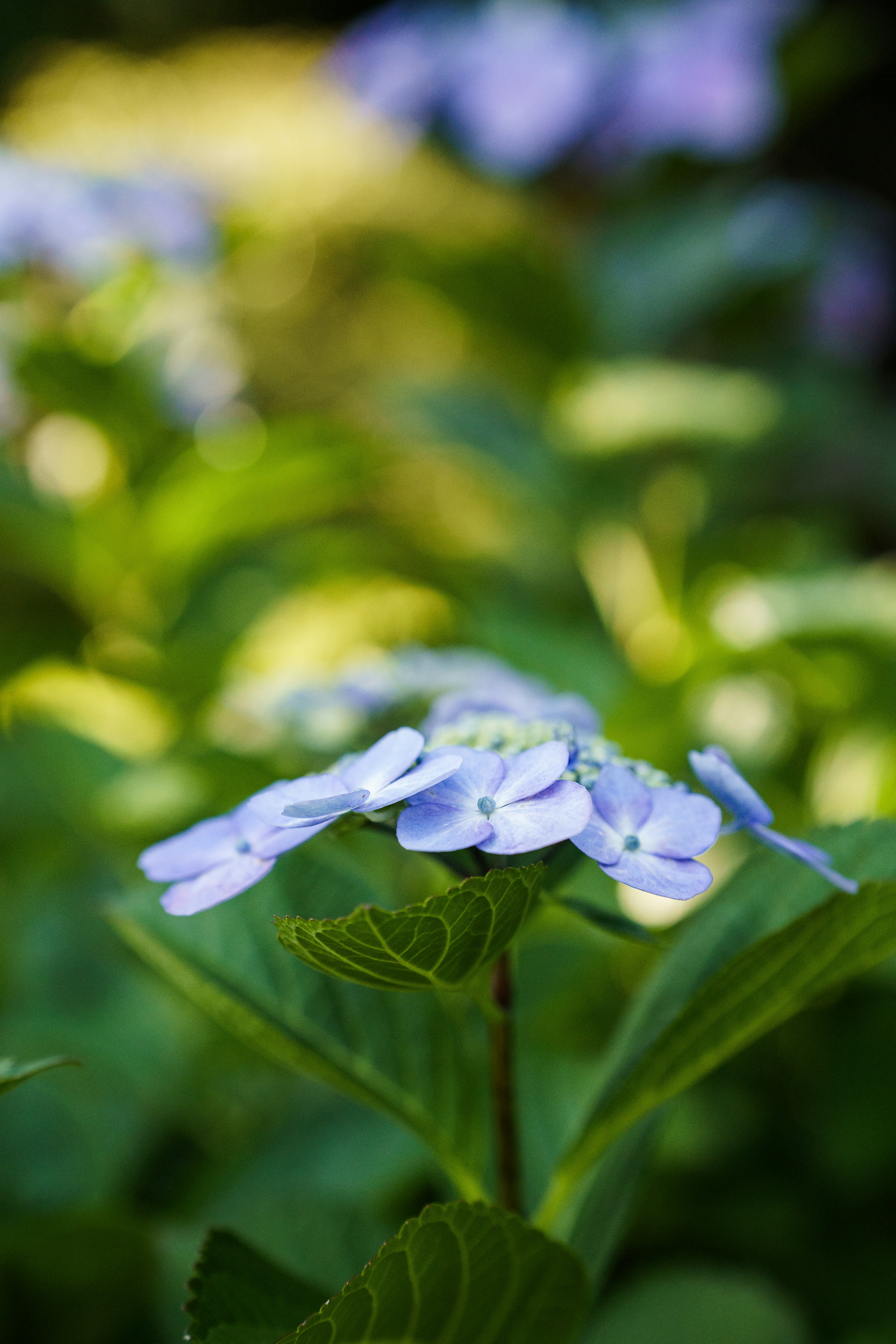 Photo by kent_shimazaki