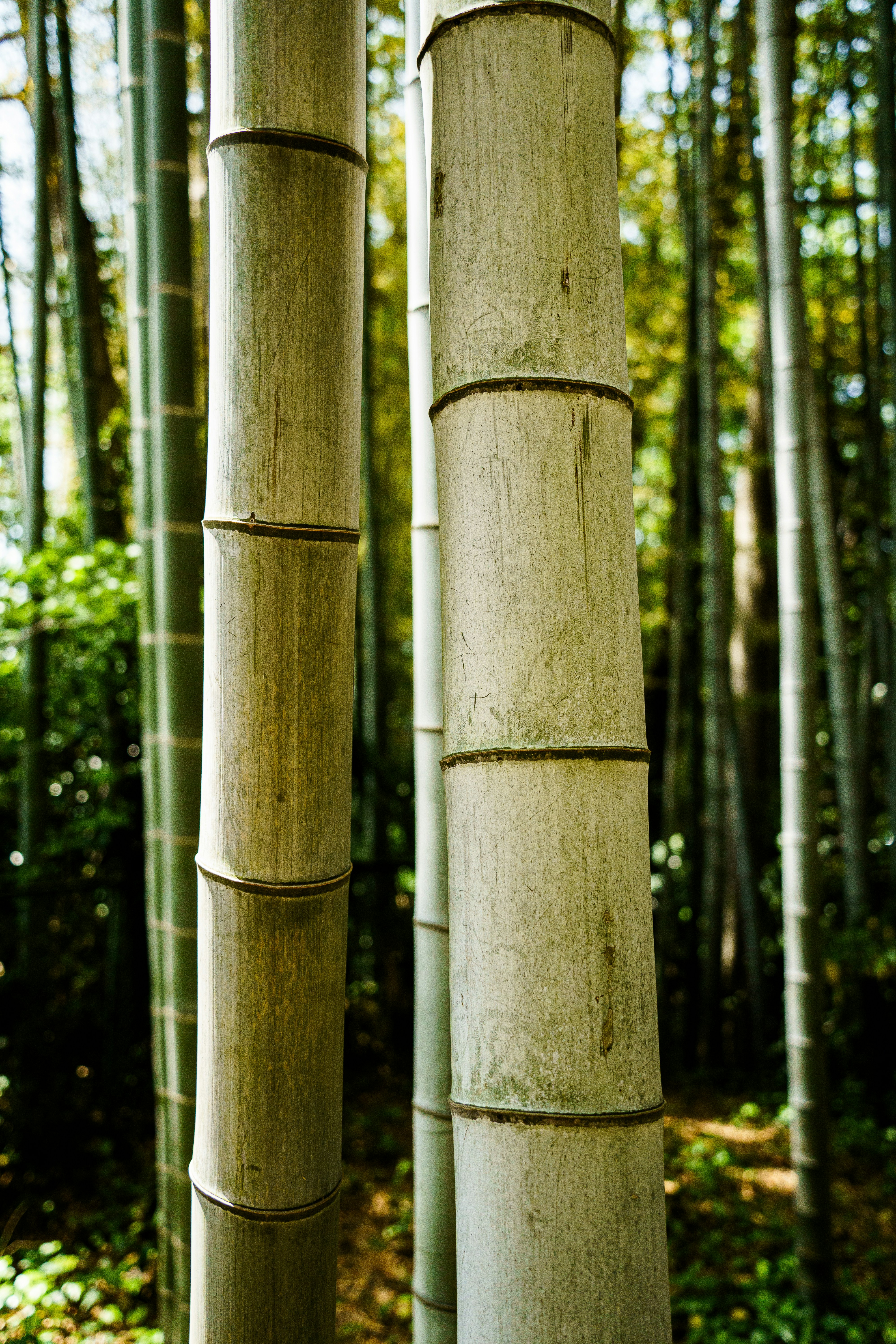 Bamboo stalks stand tall in a lush forest.