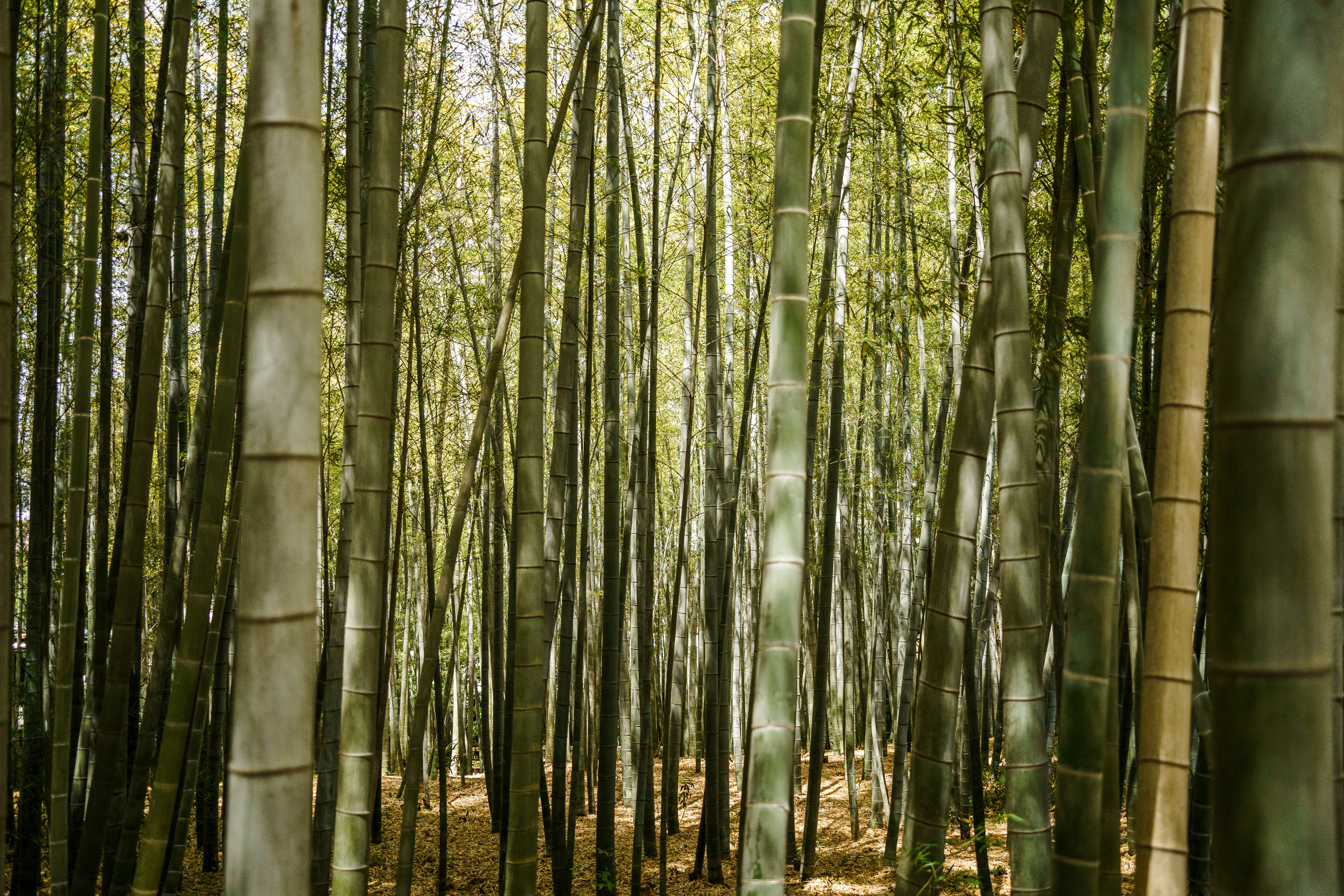 Photo by kent_shimazaki