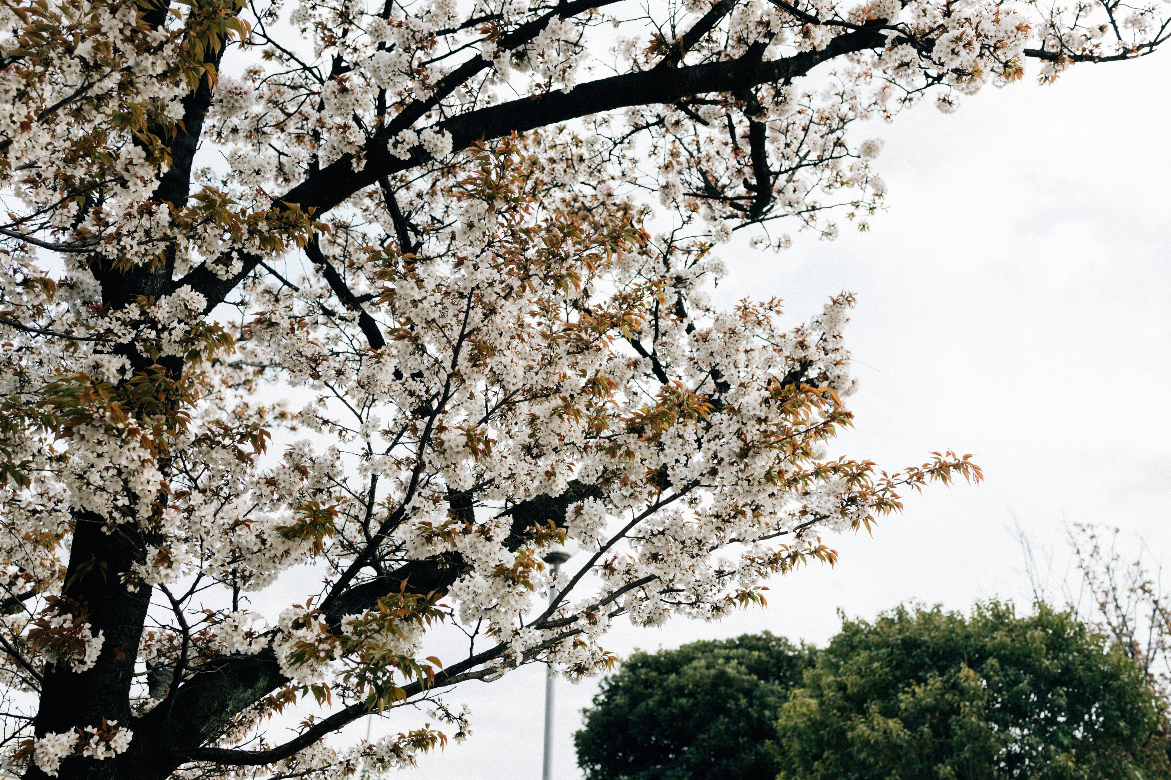 Photo by tsuyoshikozu