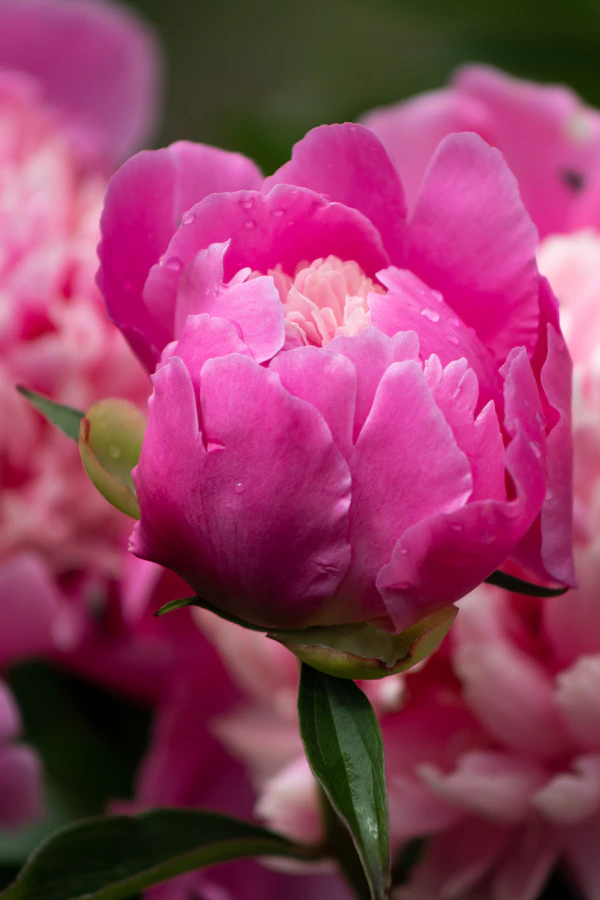 Pink peony growing in garden