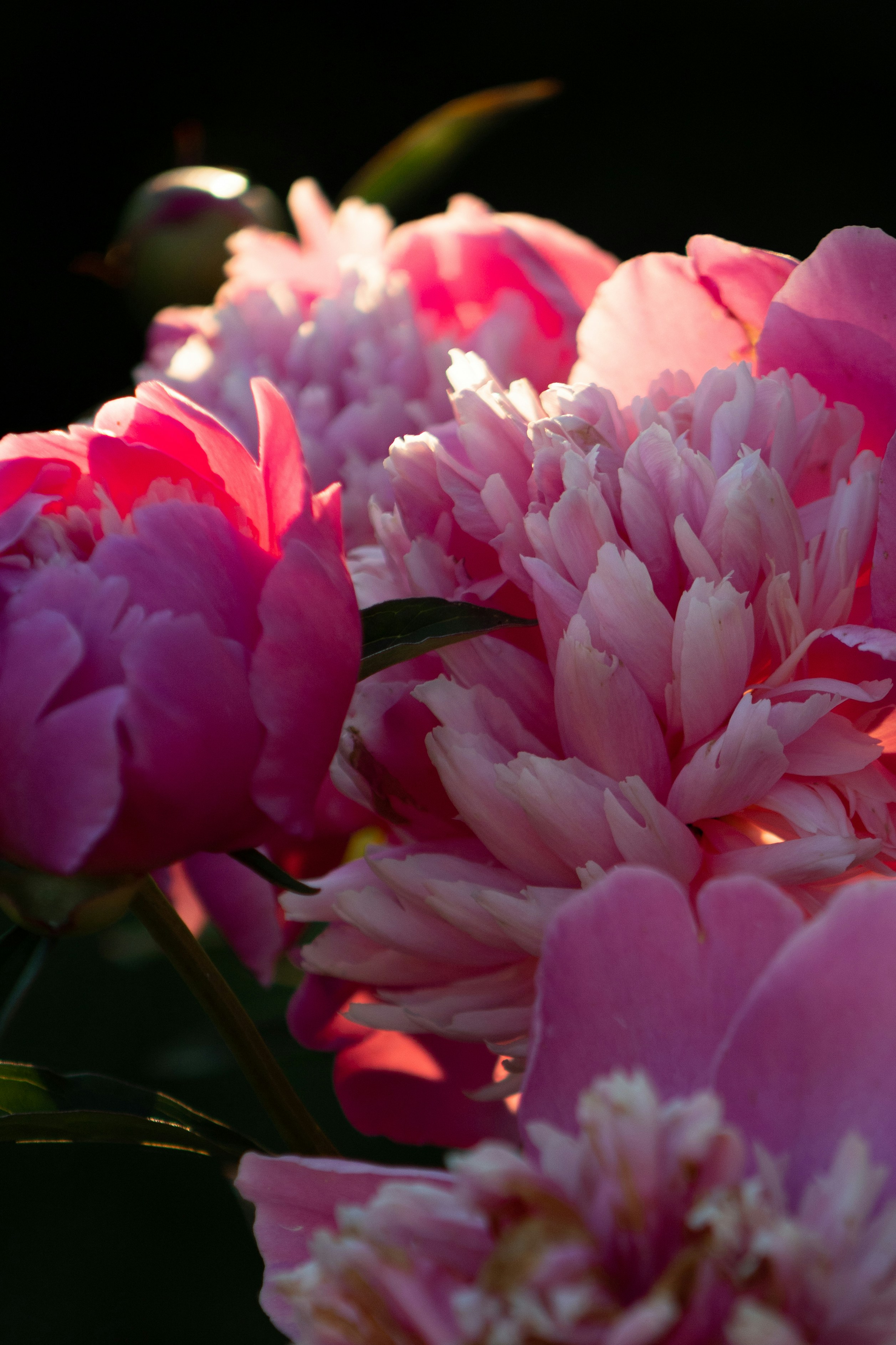 Photo by korobovaphoto