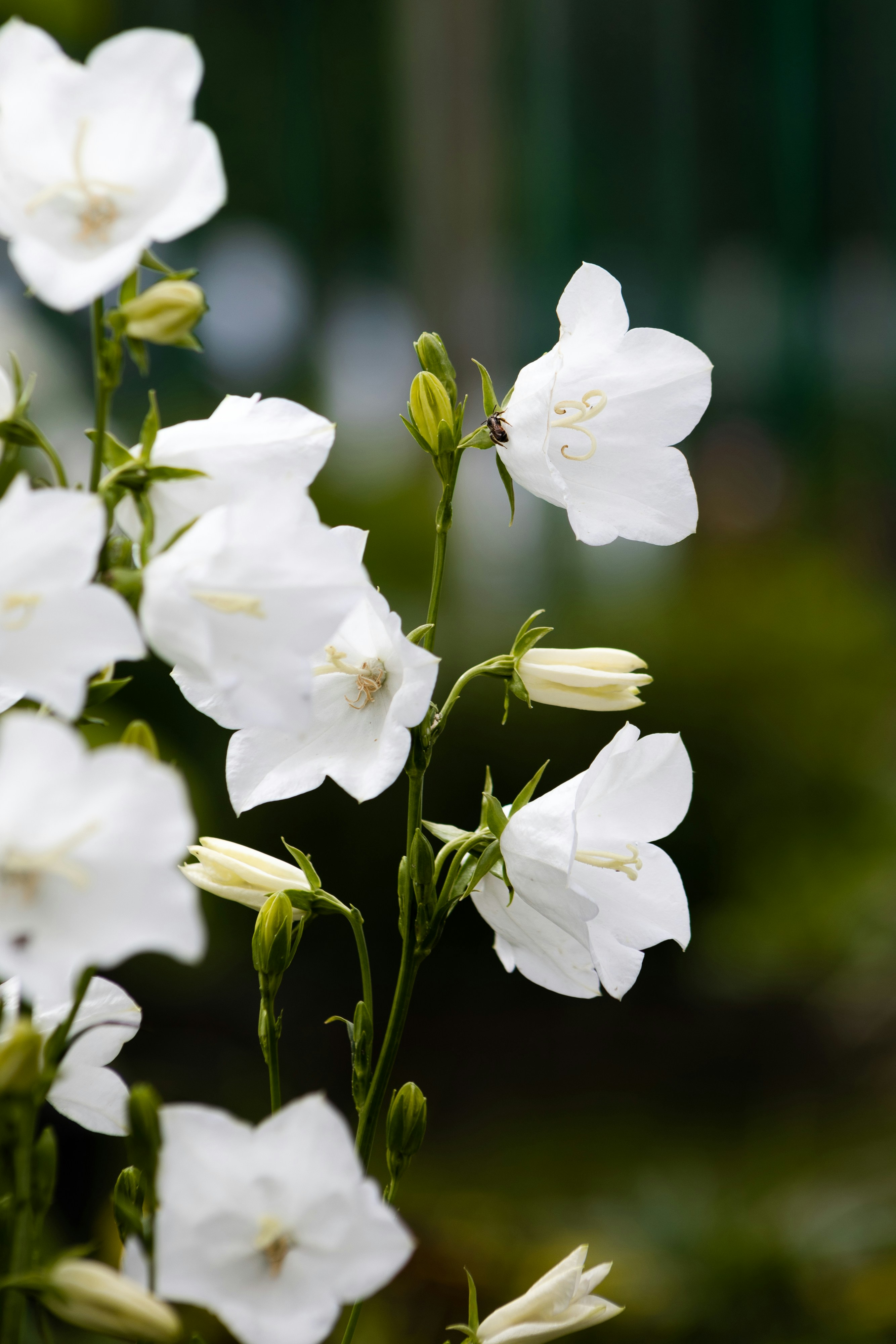Beautiful white bellflowers are blooming in the garden