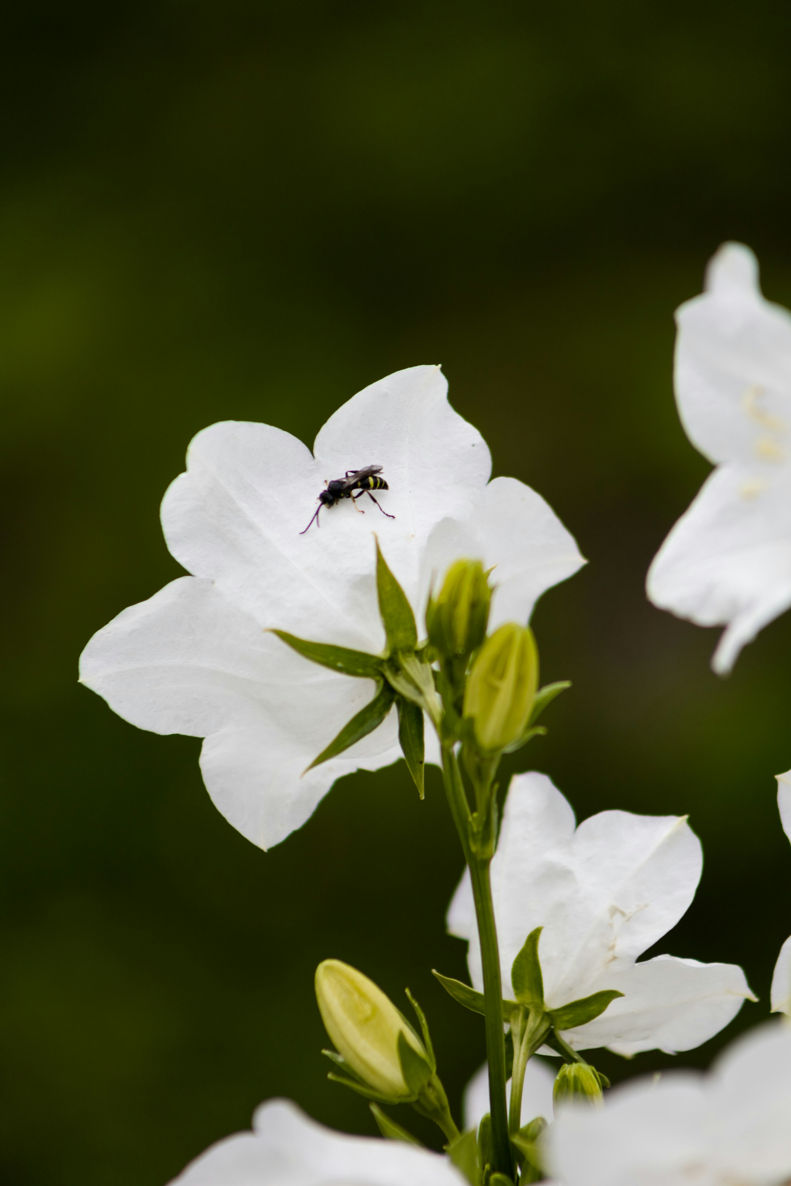A fly sits on a white flower