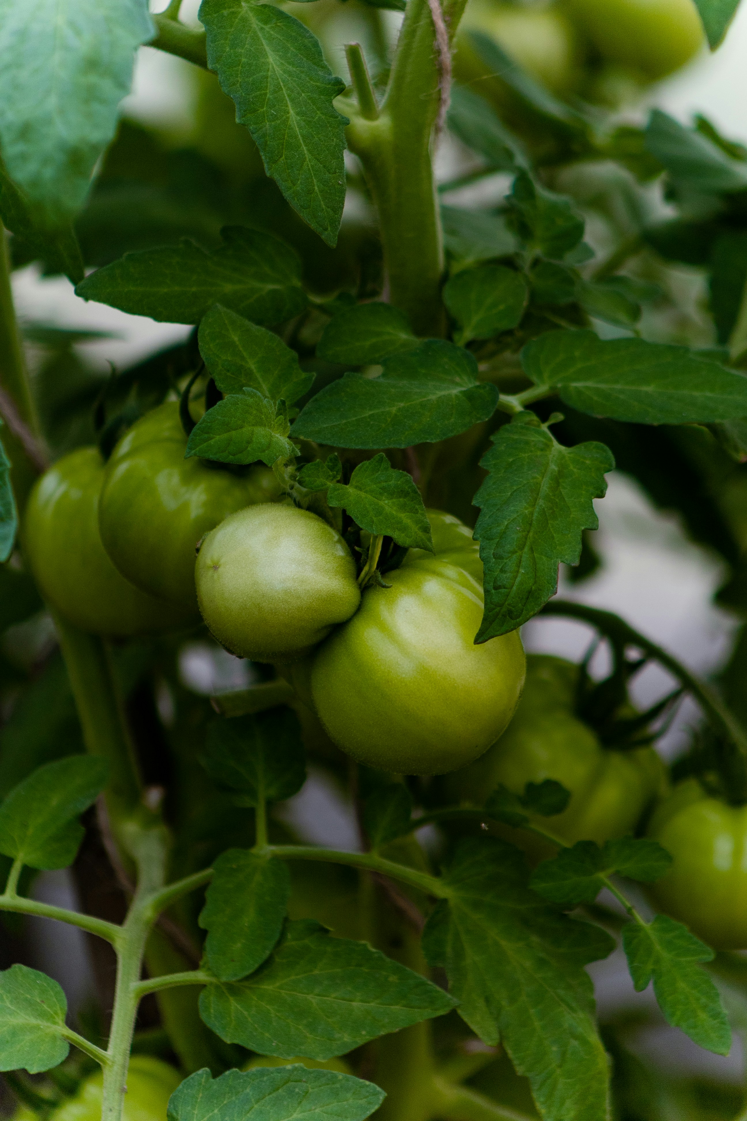 Photo by korobovaphoto