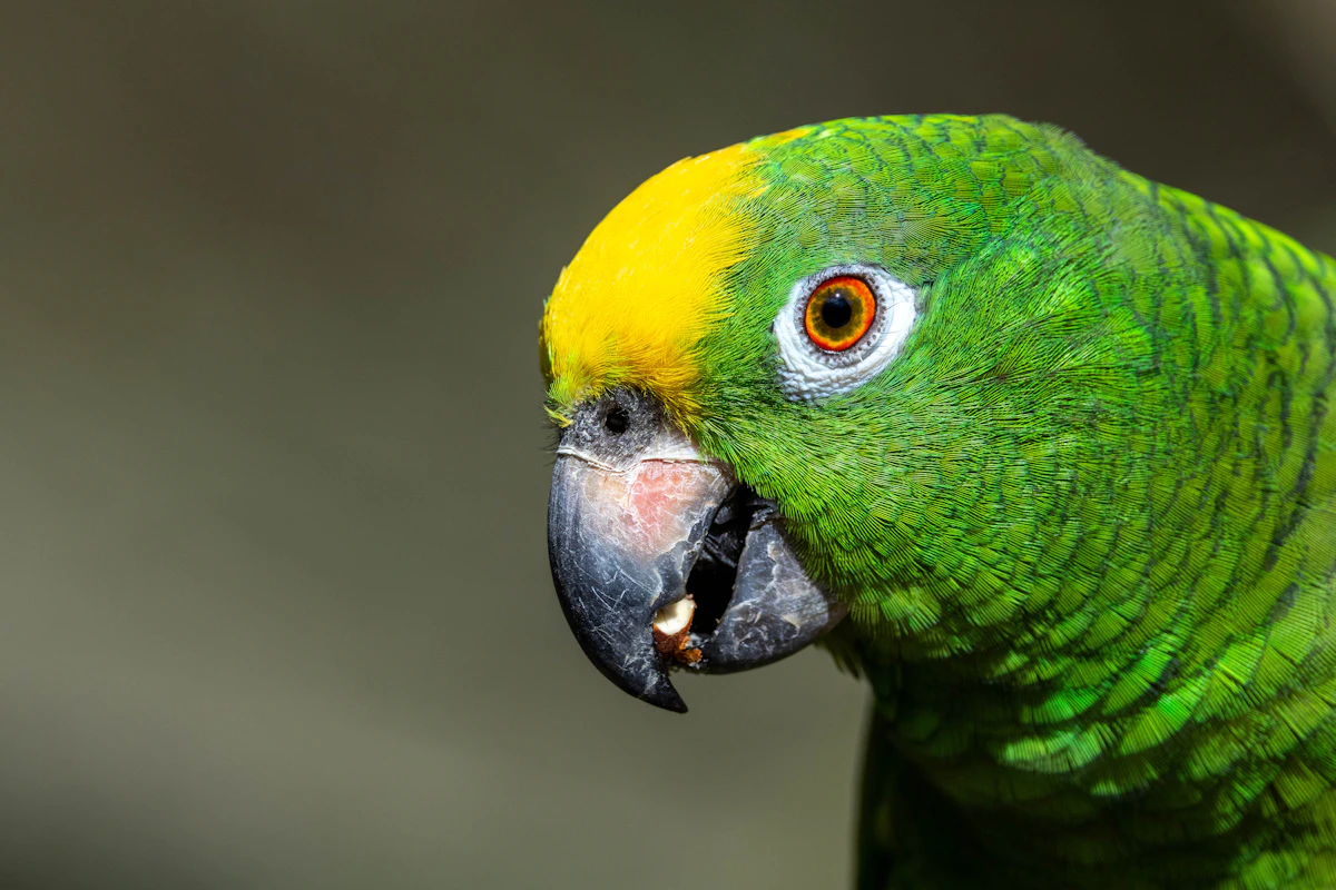 ボウシインコ