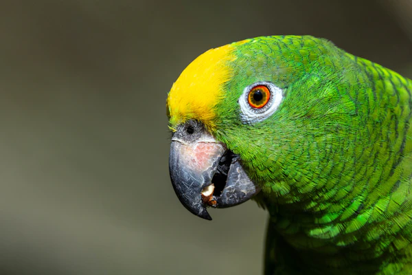 ボウシインコ