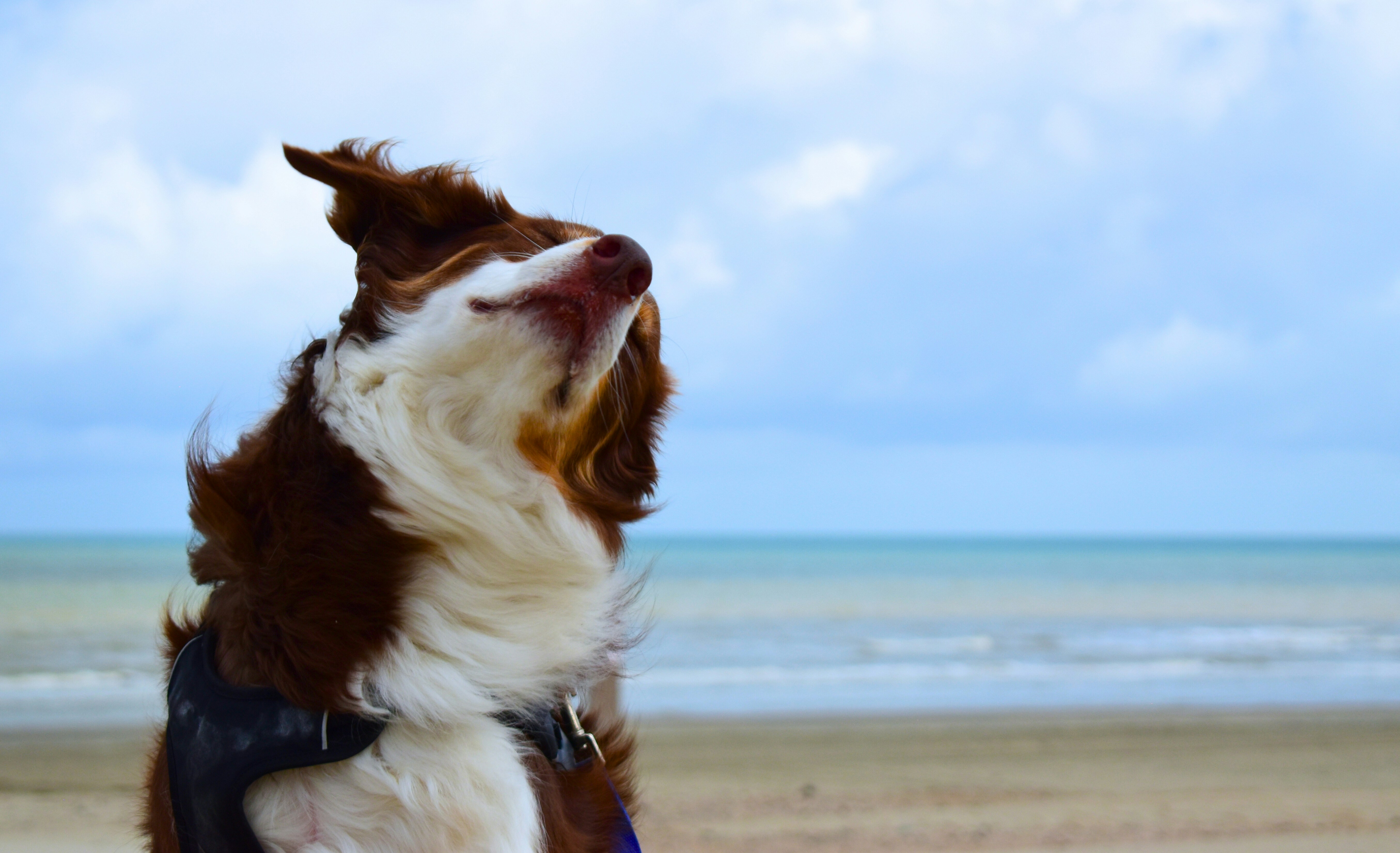 Un perro disfruta del clima ventoso de la playa.