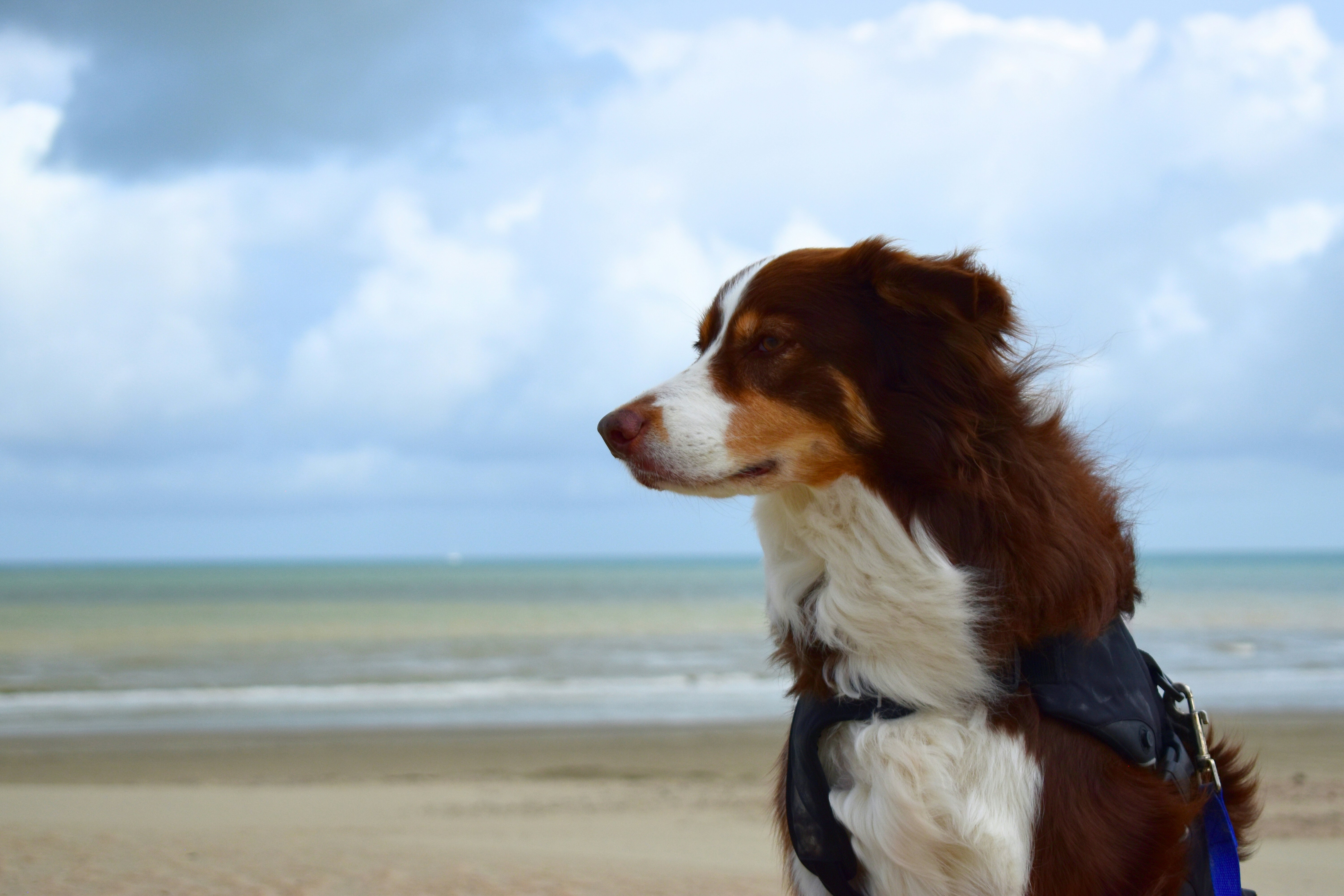 Un perro observa el océano desde la playa.