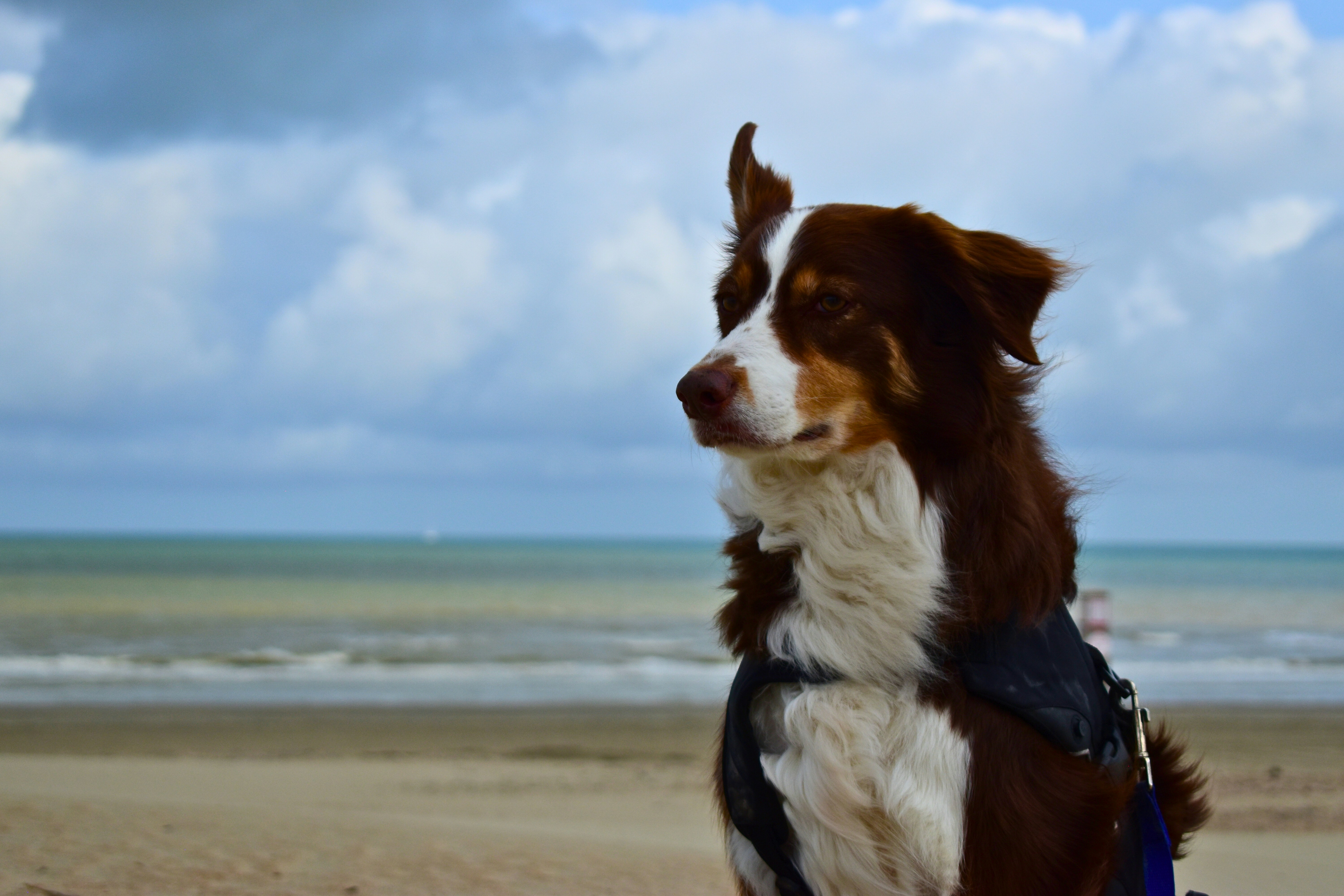 Un perro mira el océano en un día nublado.