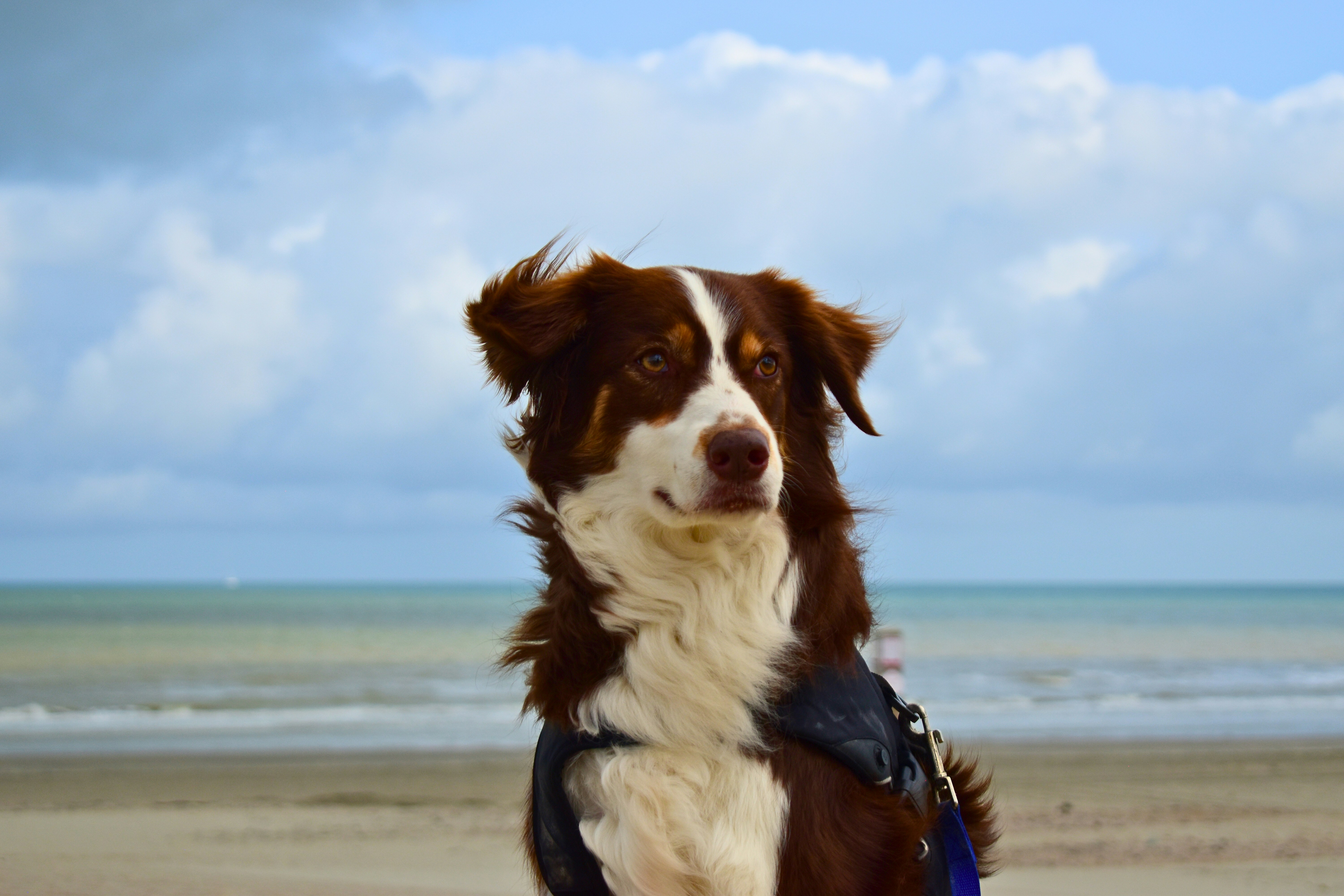 Un perro está en la playa, con aspecto majestuoso.