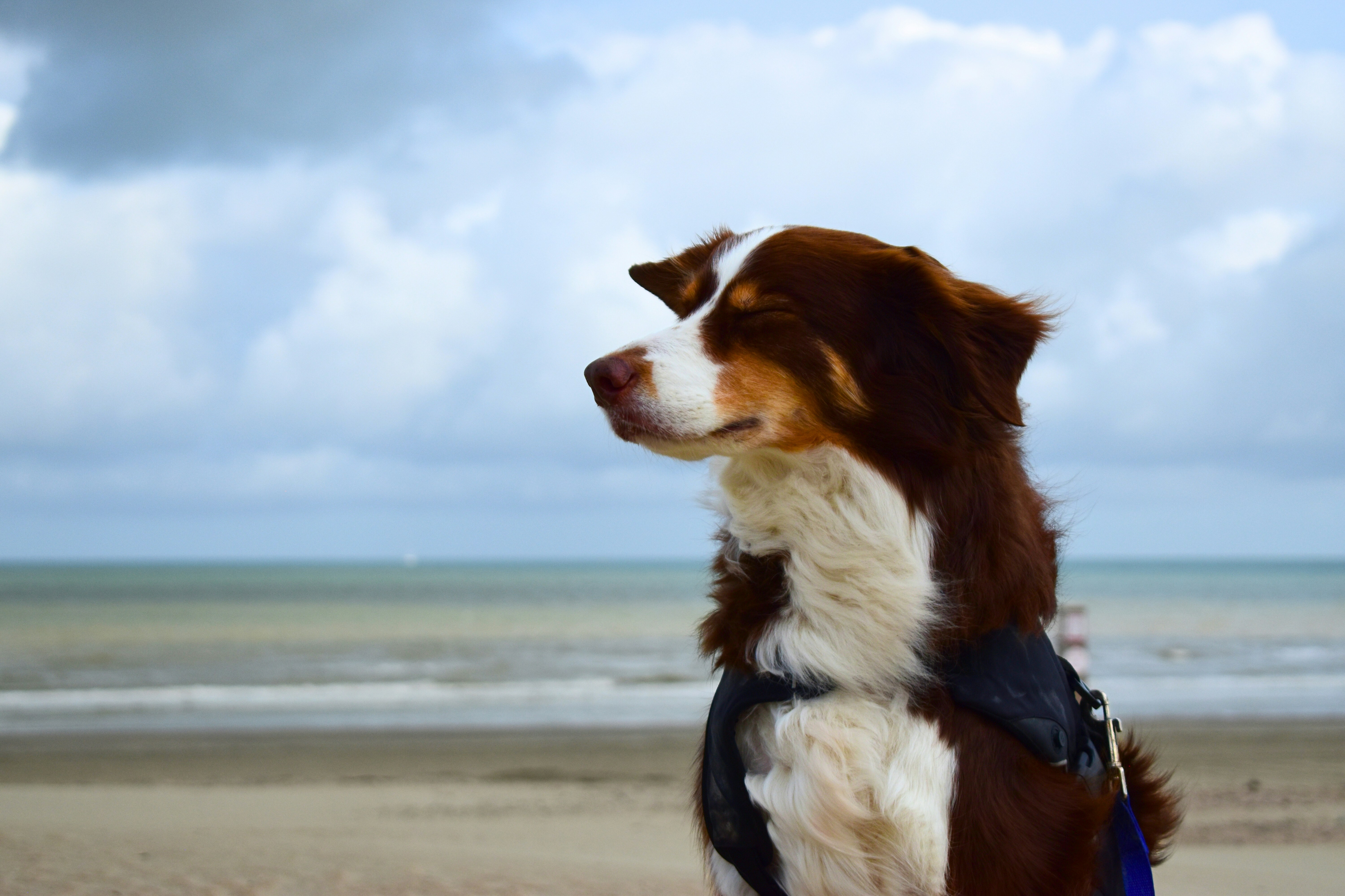Un perro disfruta de la vista en una playa.