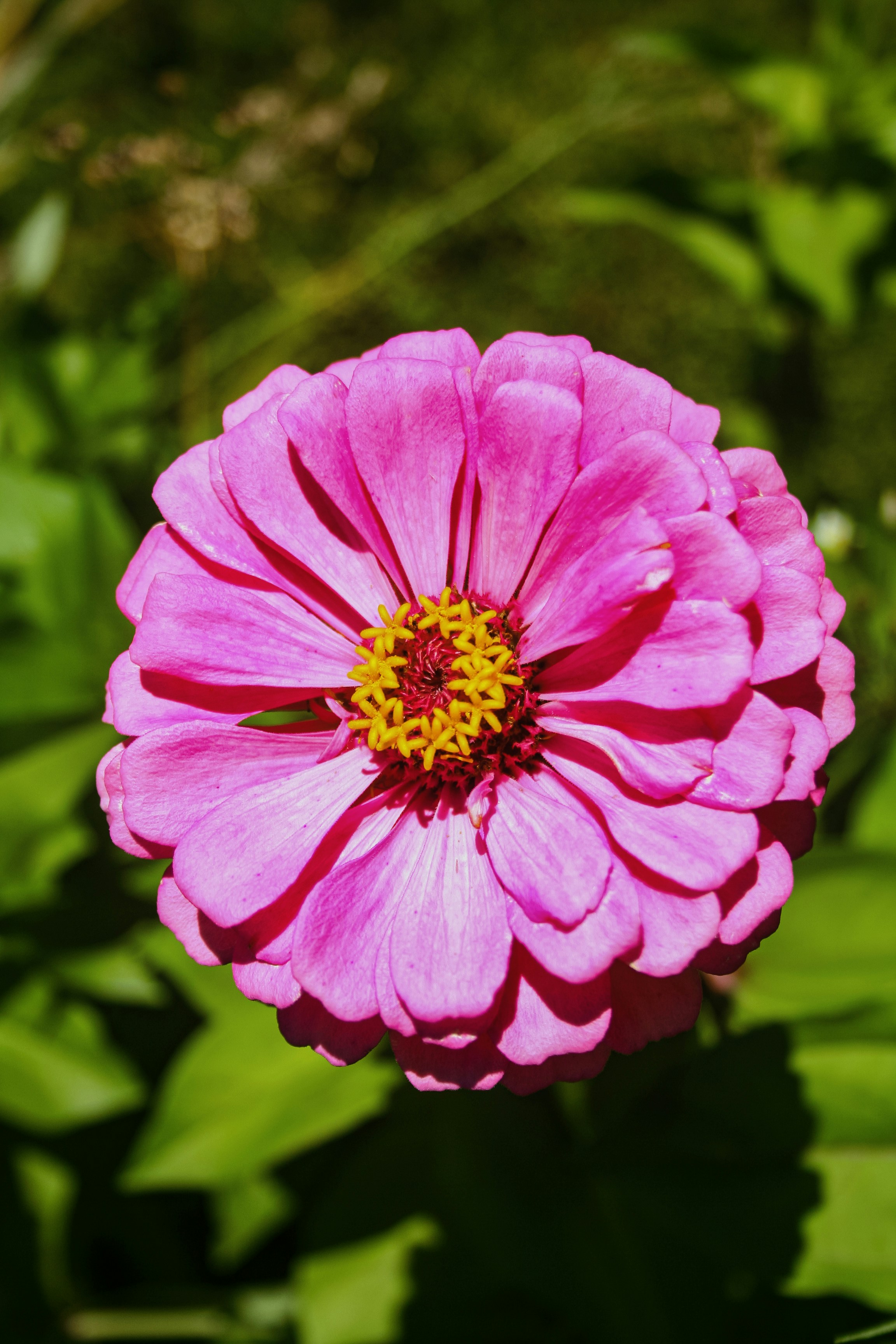 Photo by proudlyswazi_free