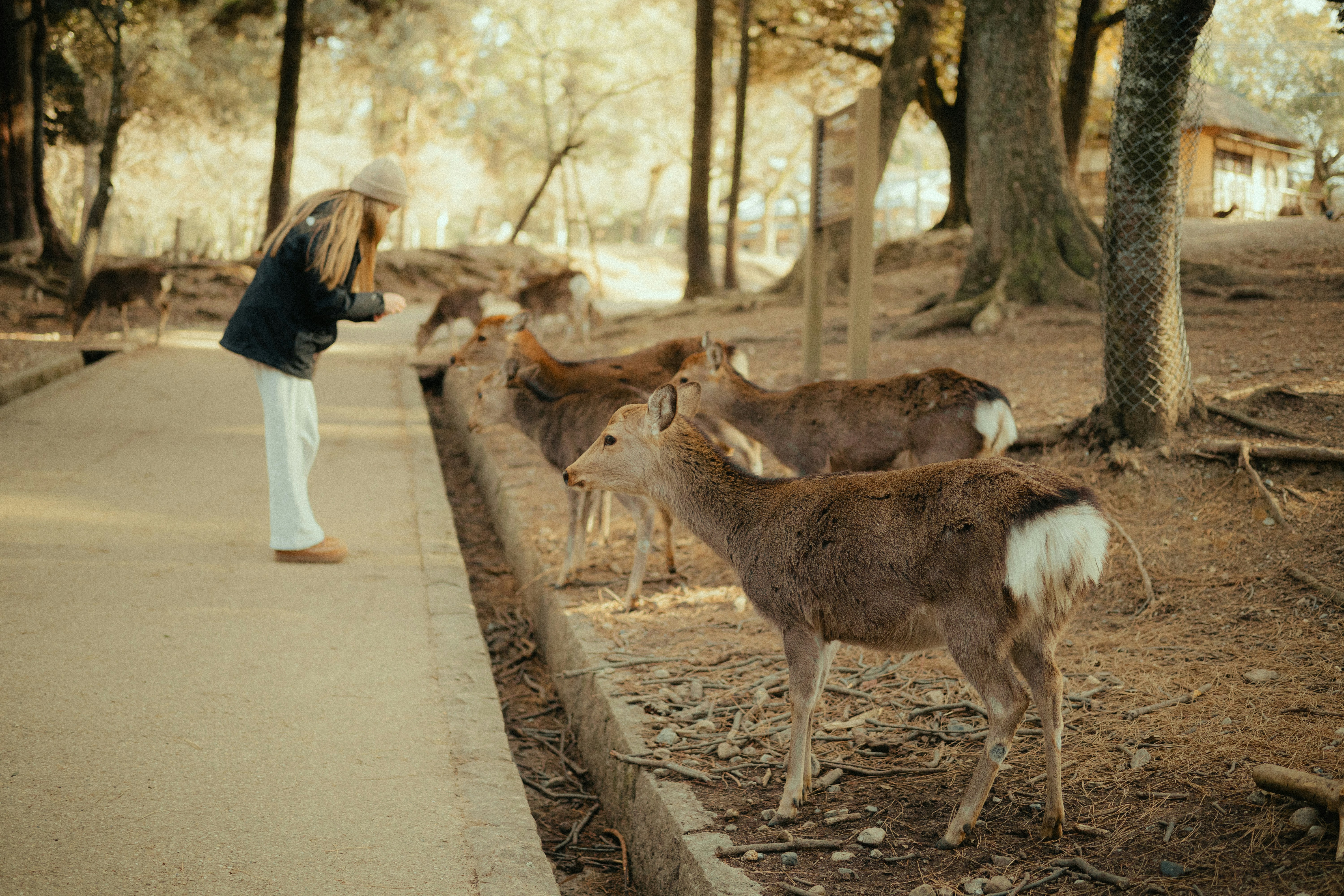 Woman feeds deer in a park setting.