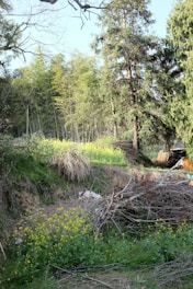 A scenic view of a lush, green forest.