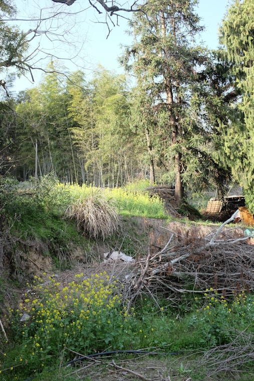 A scenic view of a lush, green forest.