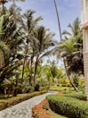 Pathway leads through lush tropical garden scenery.