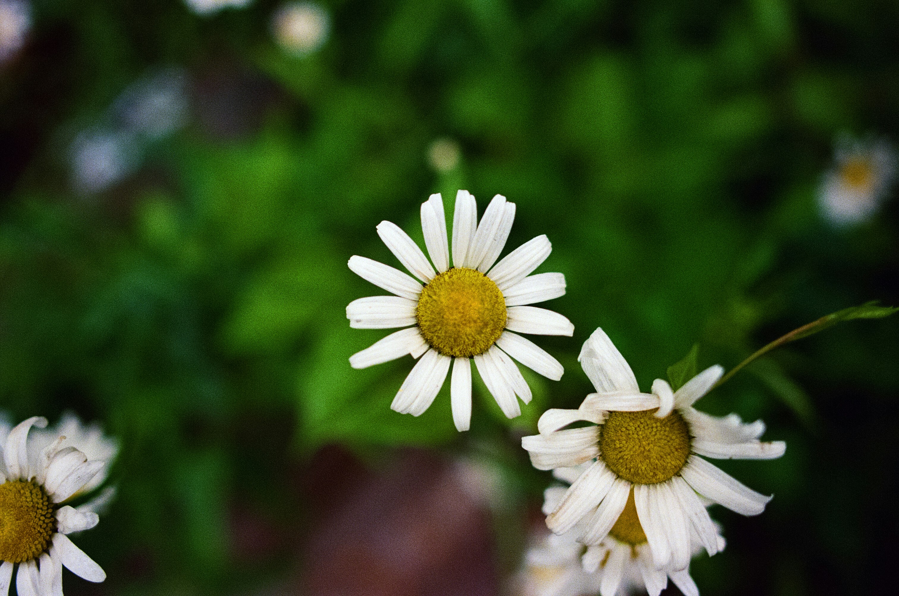 Photo by slavadalniy