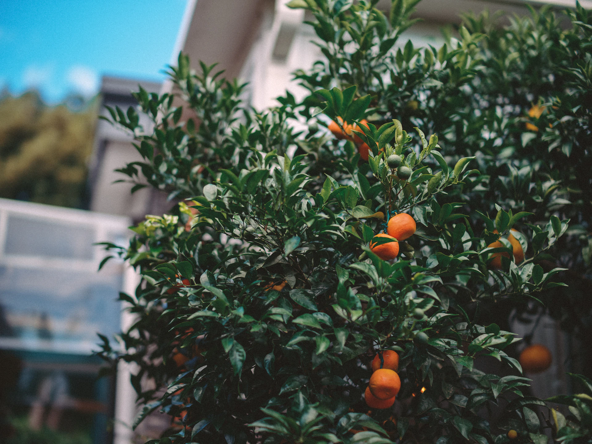 Citrus