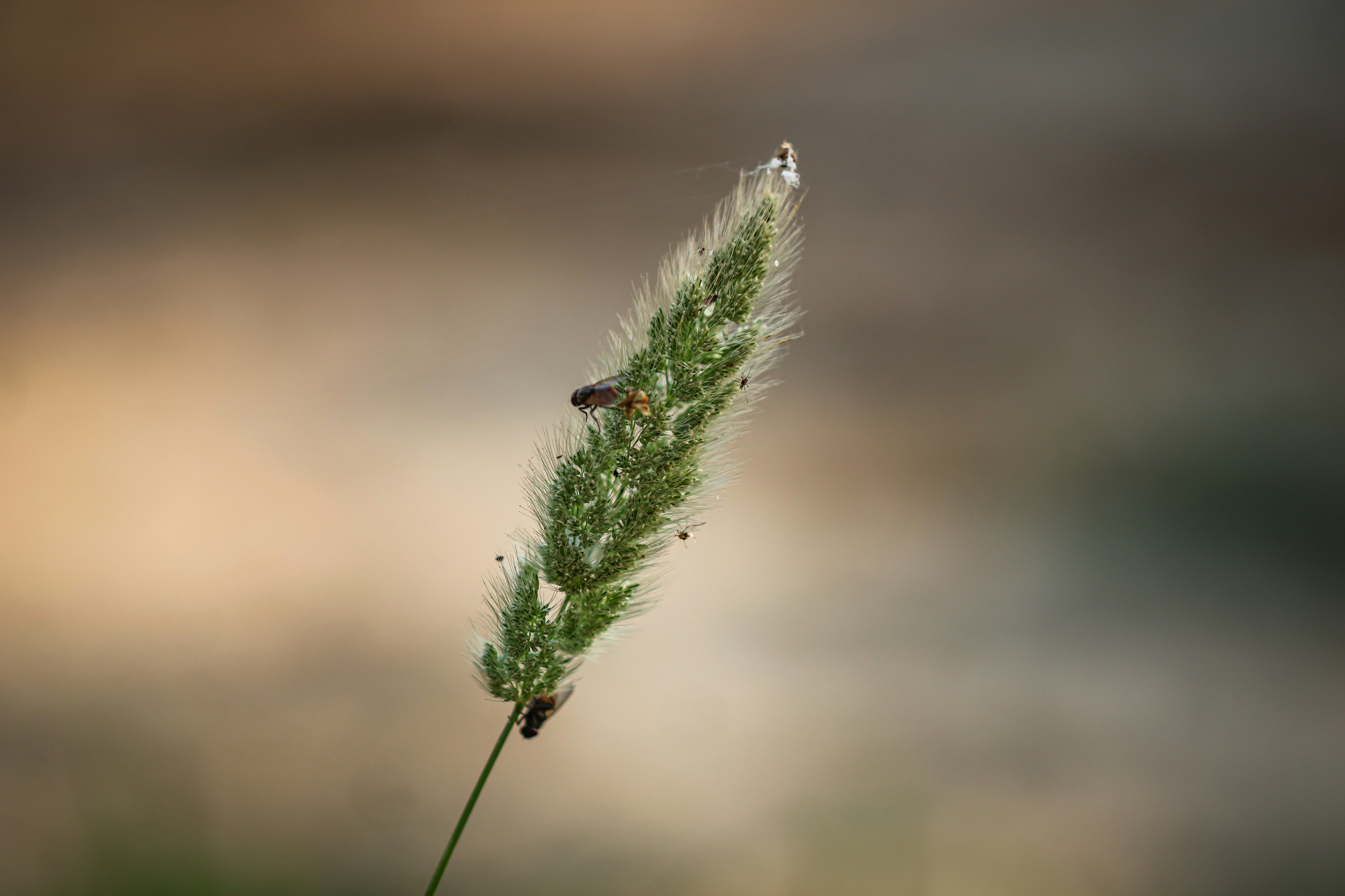 Photo by manishmishra211