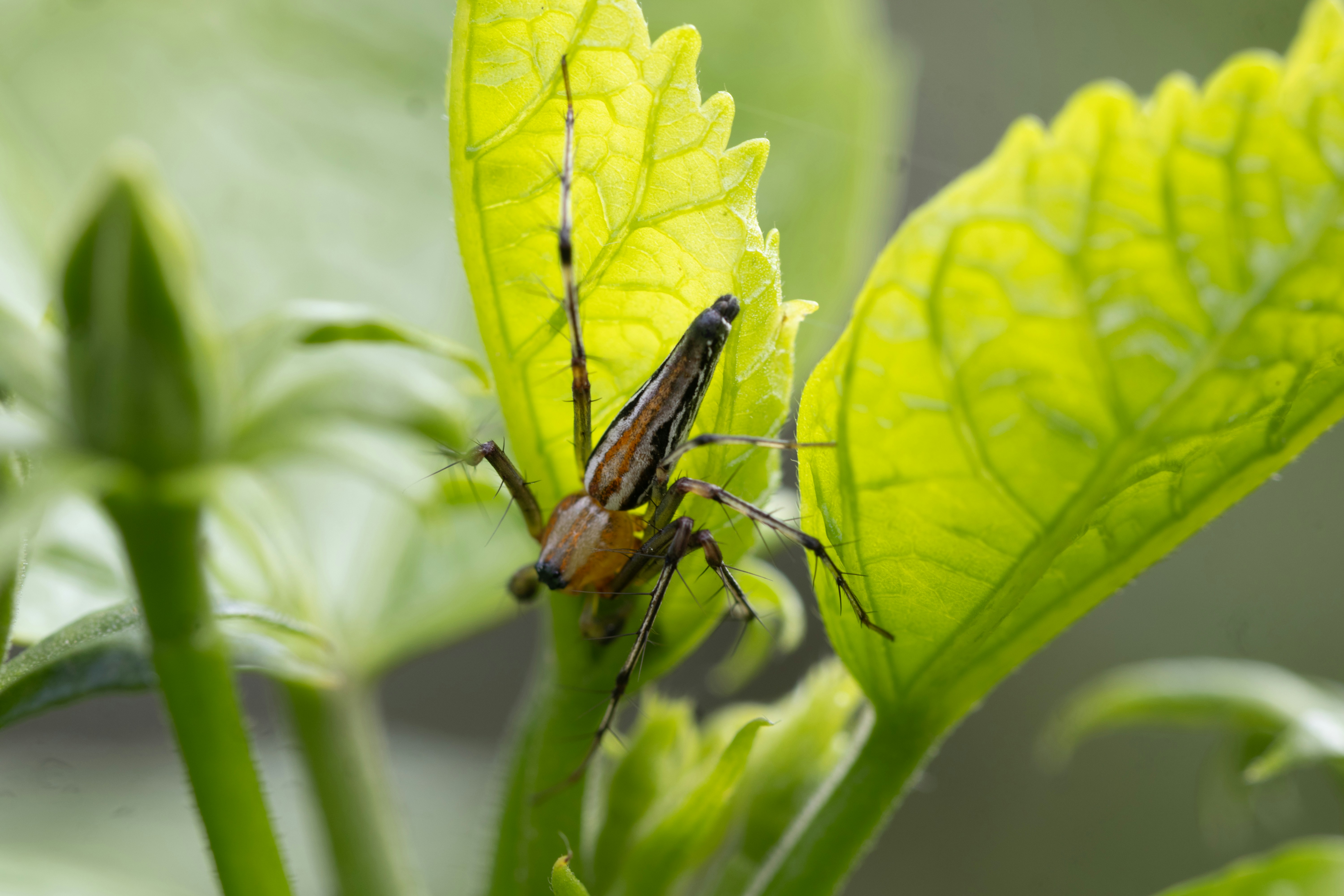 An insect rests on vibrant, green leaves.