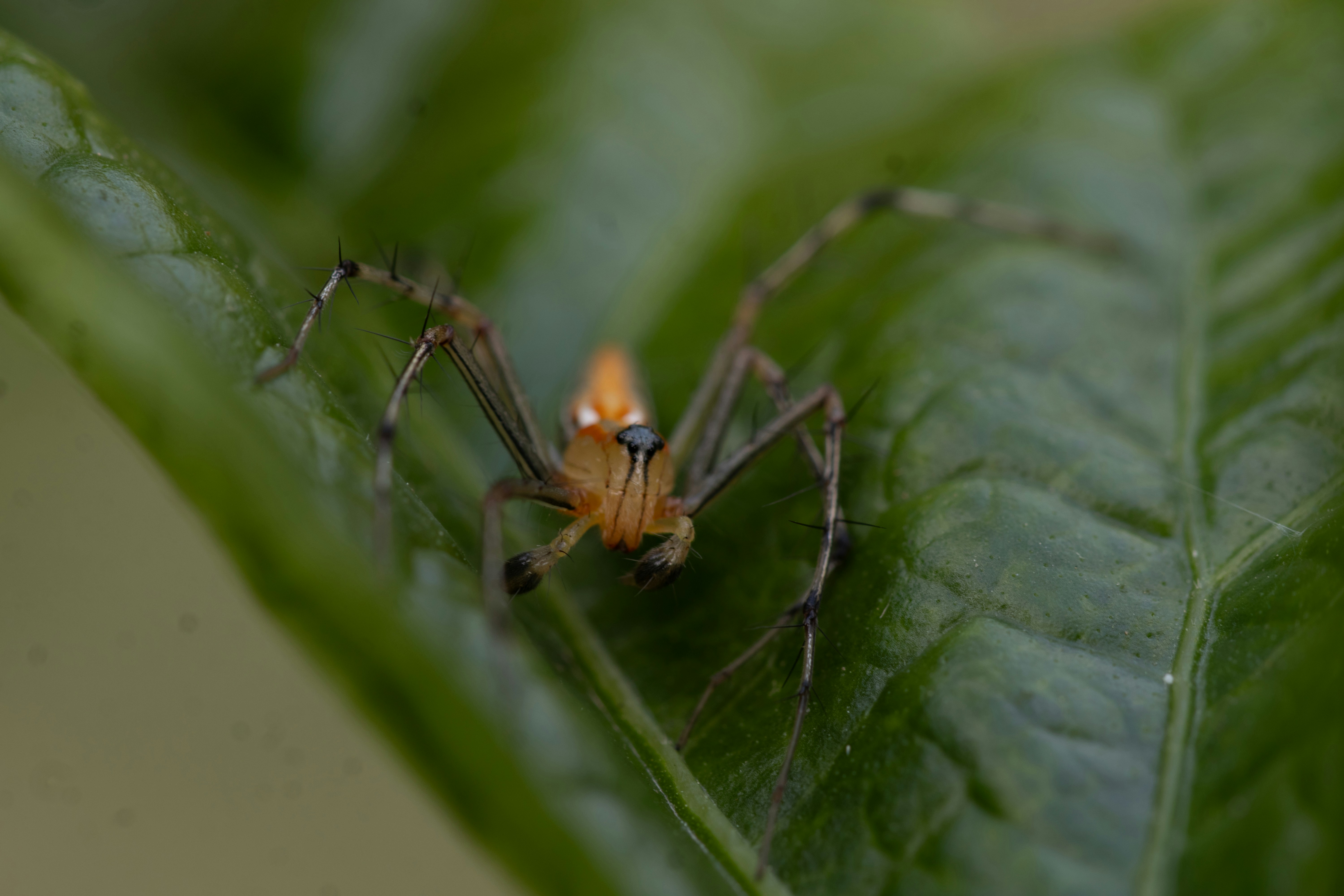 An orange spider rests on a green leaf.