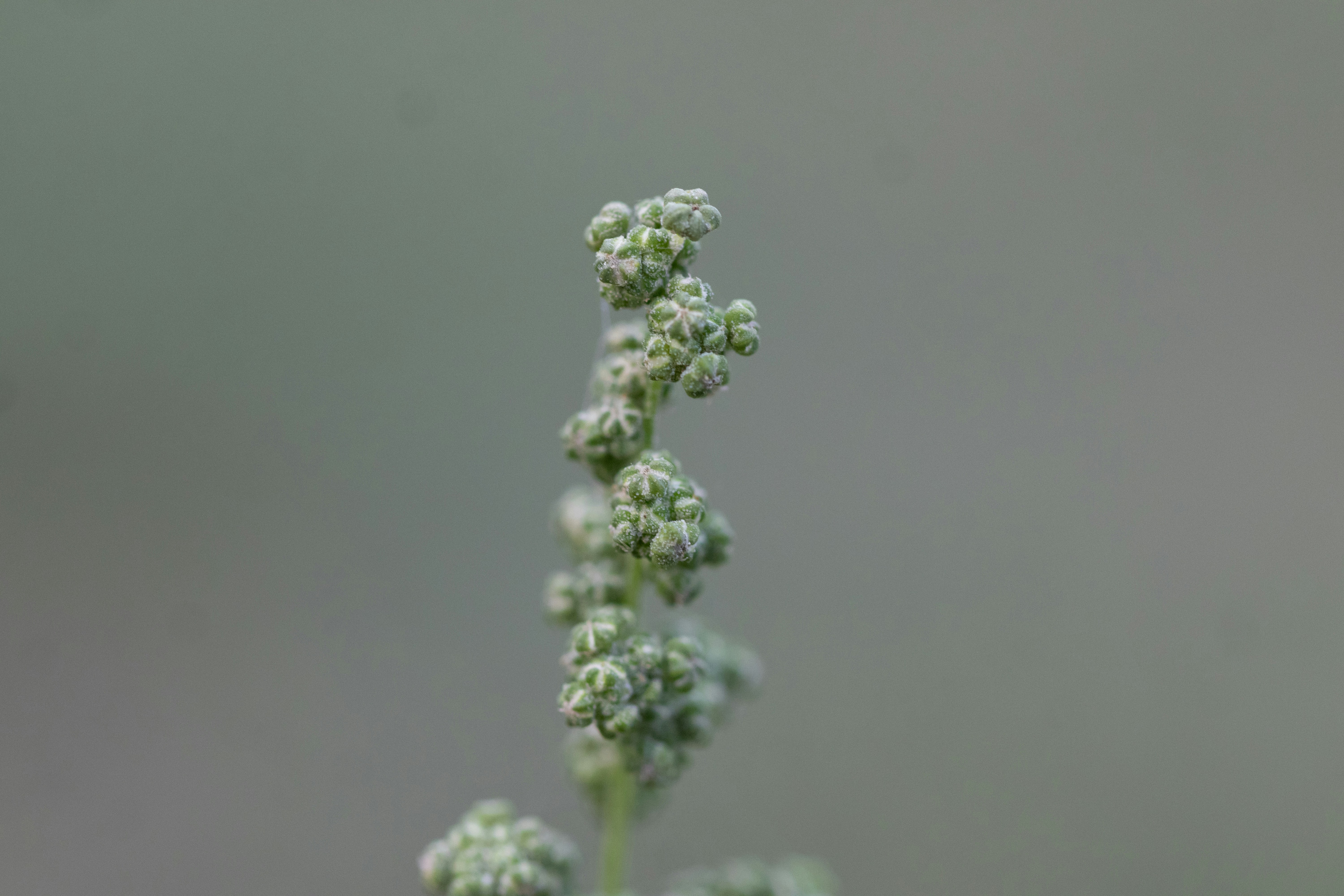 A close-up of a tiny plant bud.