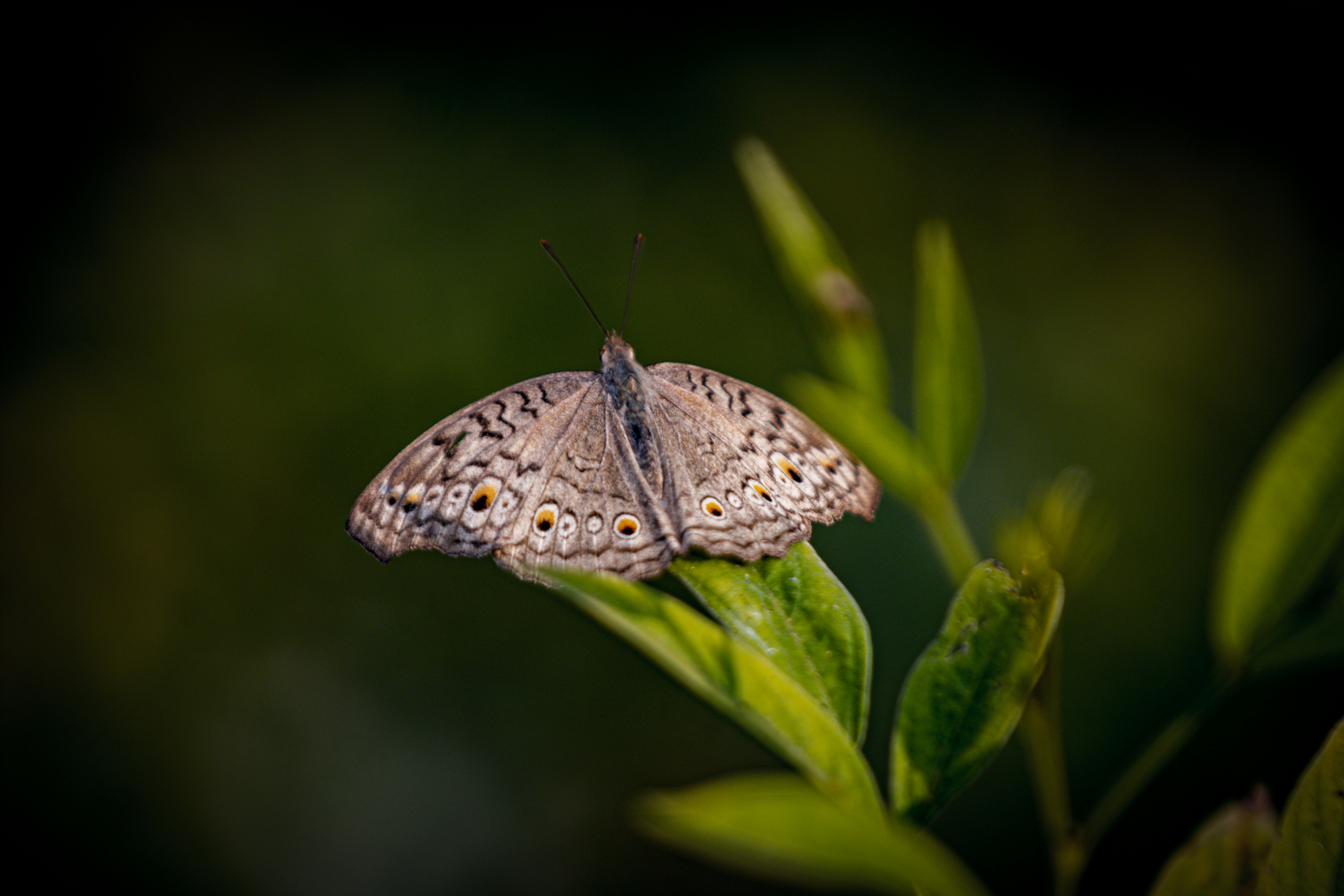 Photo by manishmishra211