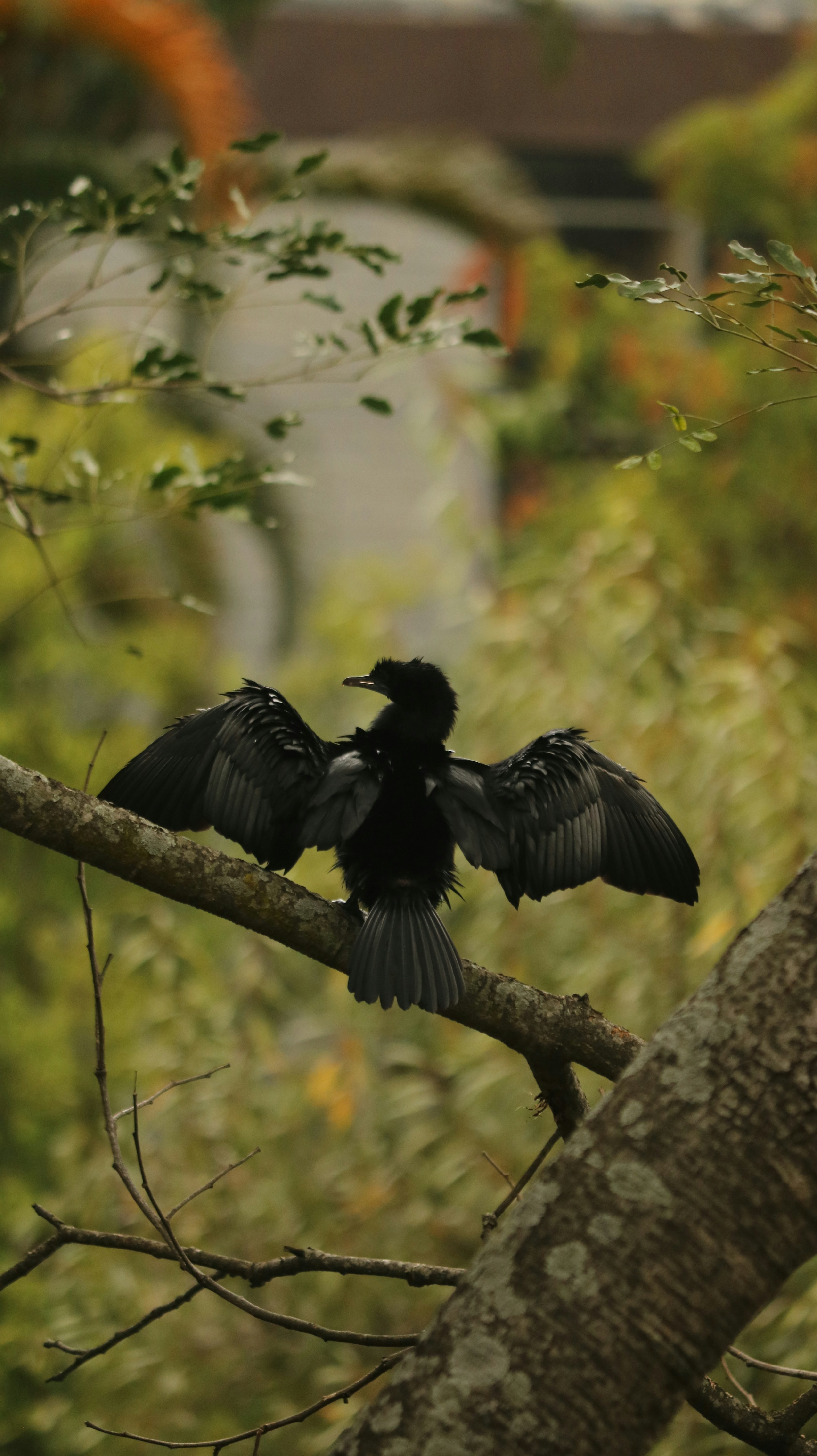 A black bird spreads its wings on a branch.