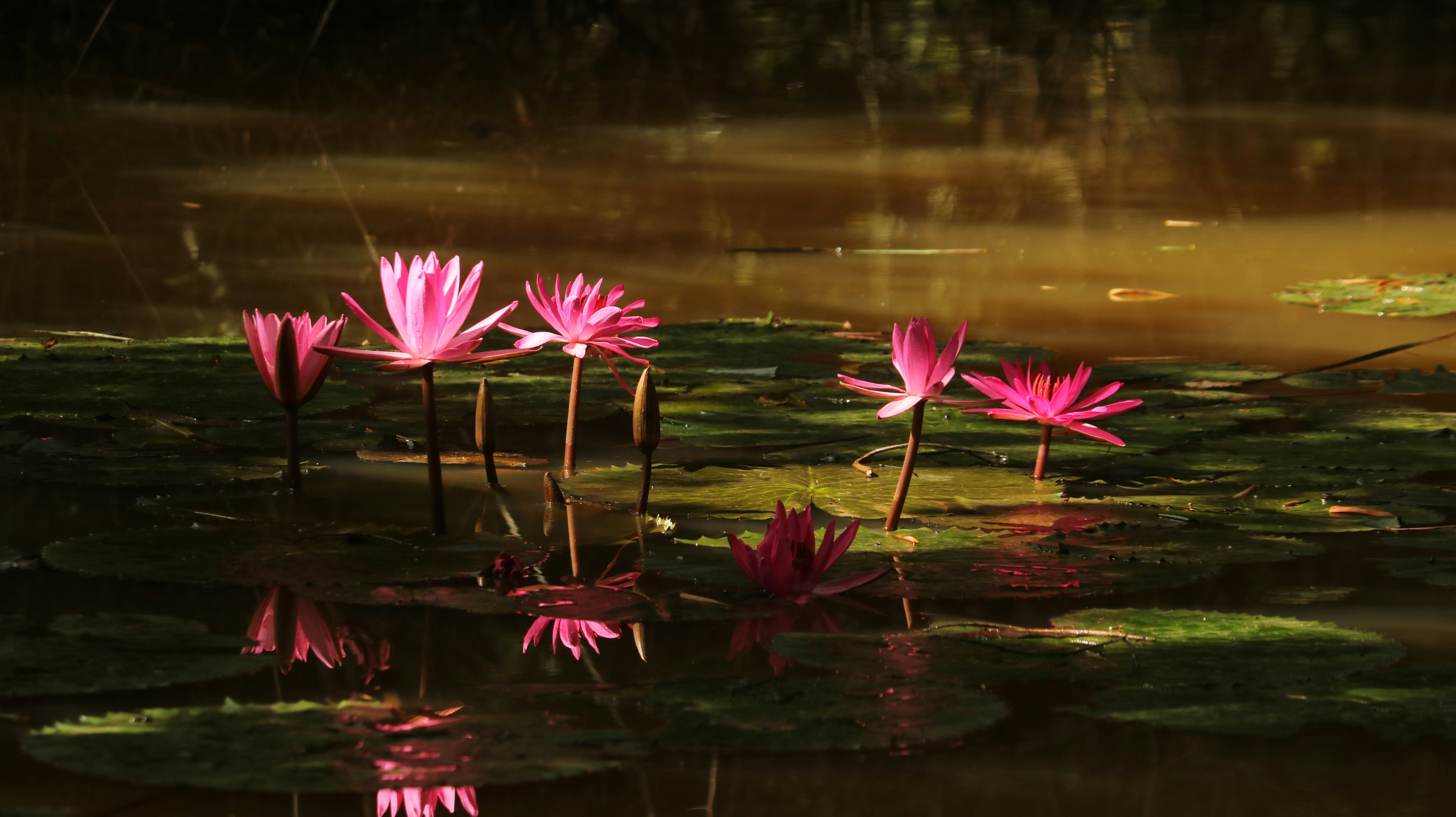 Pink water lilies bloom in calm waters.