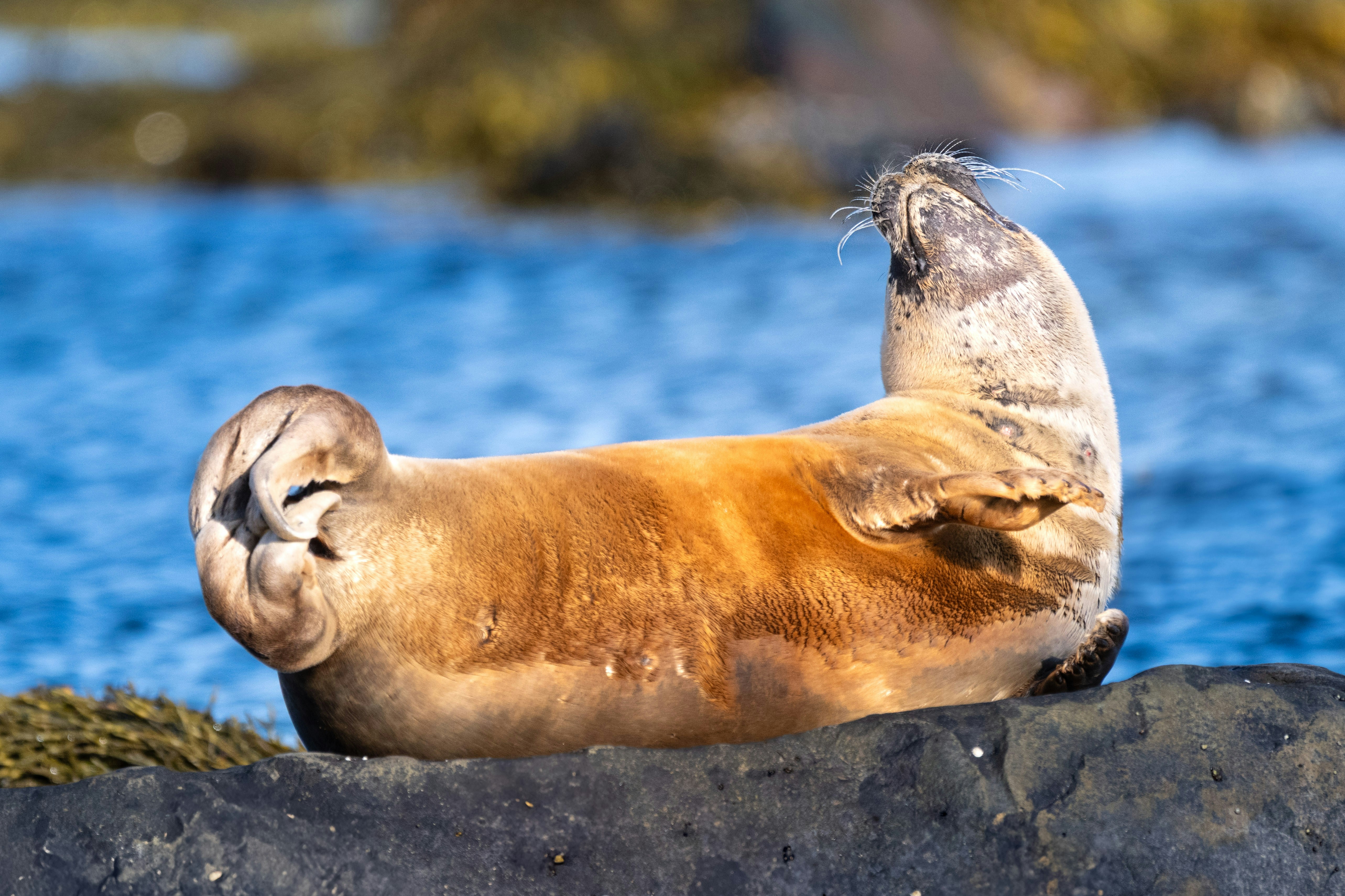 A seal lounges on a rock with back arched.