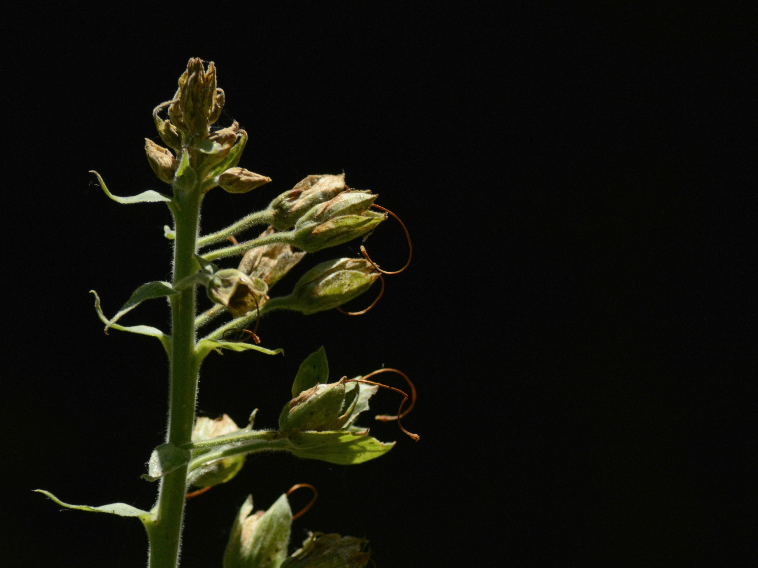 Backlit spent foxglove flowers