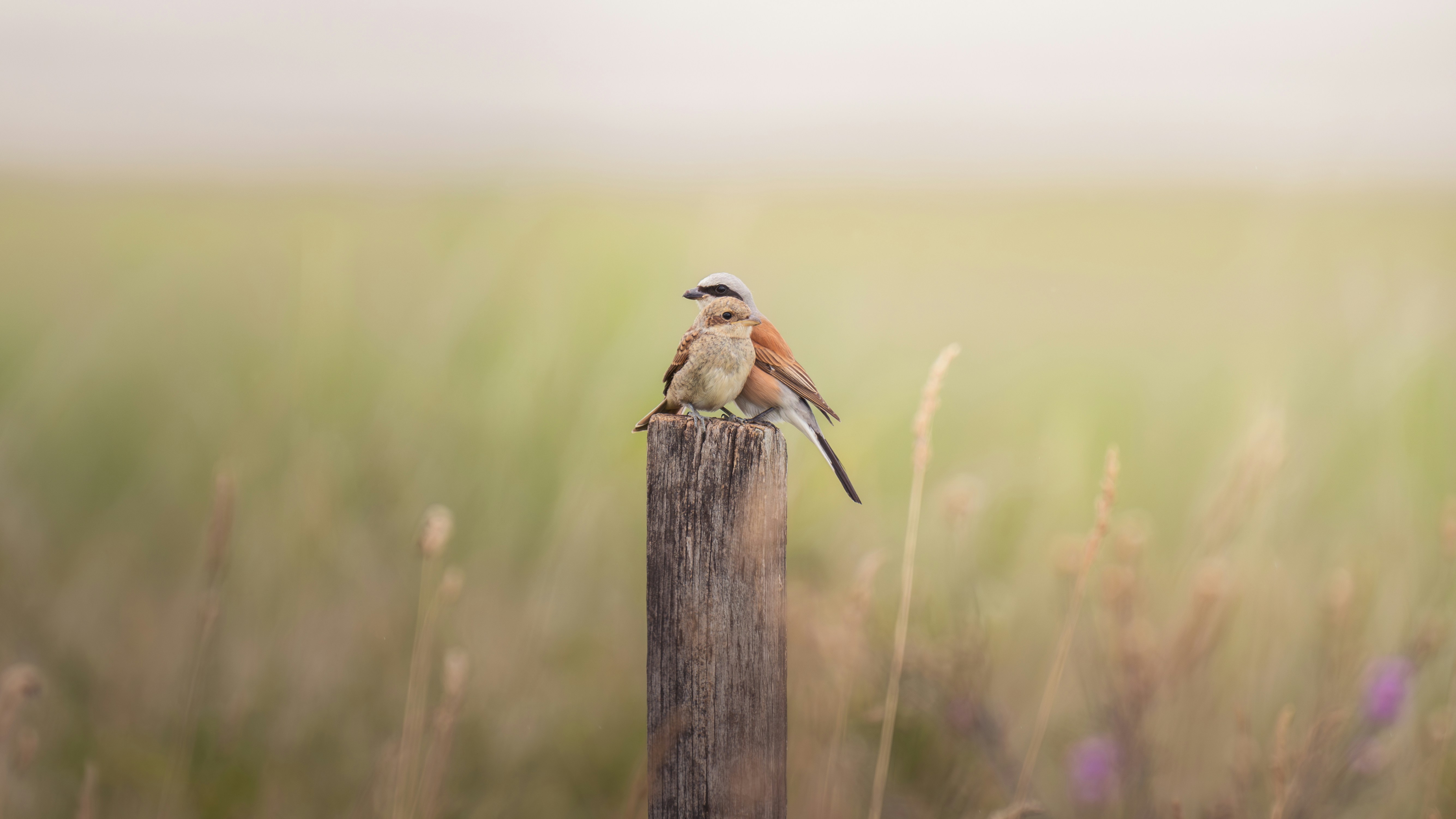 A bird sits perched on a wooden post.
