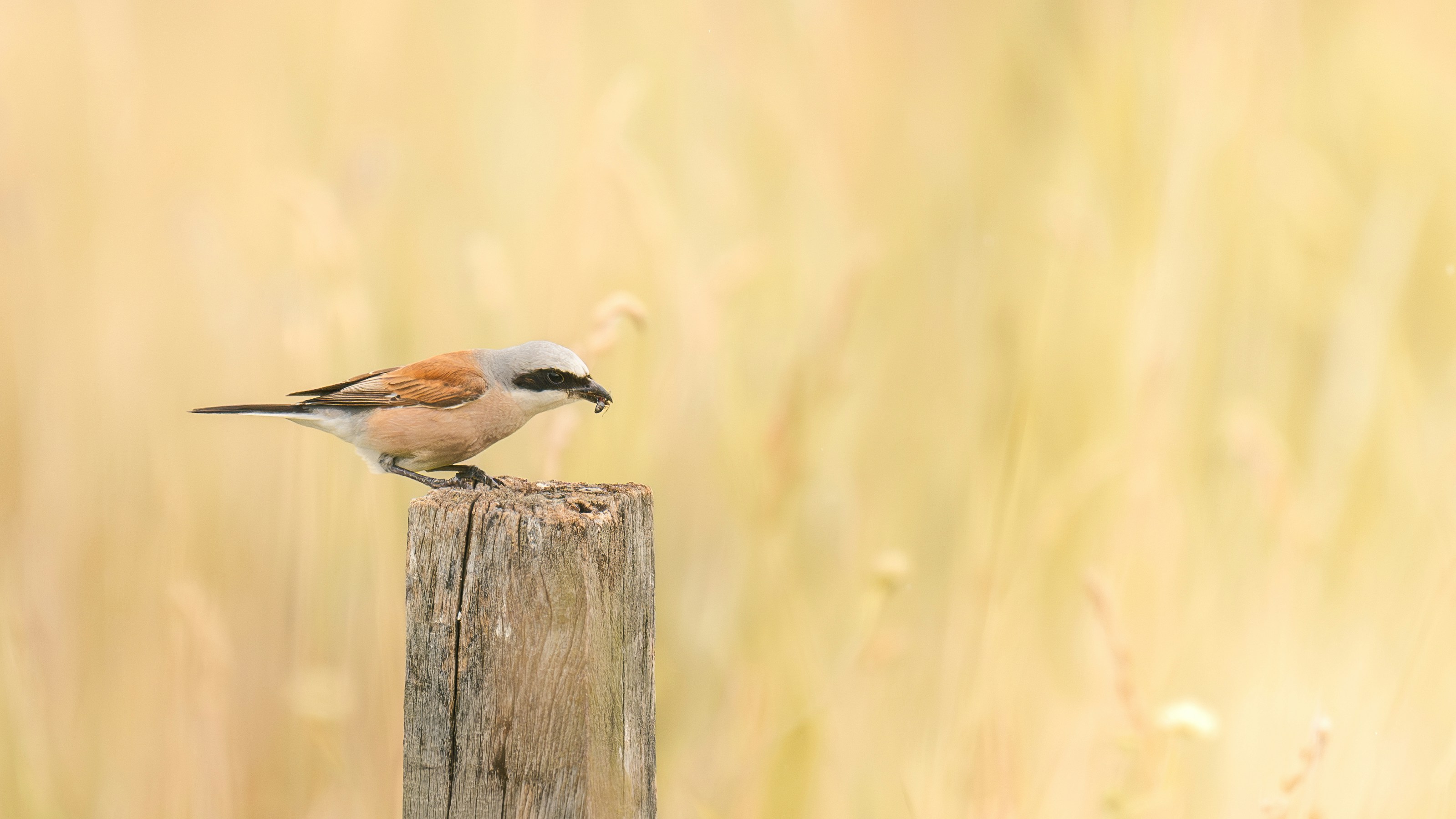 Un pájaro se posa en un poste de madera.