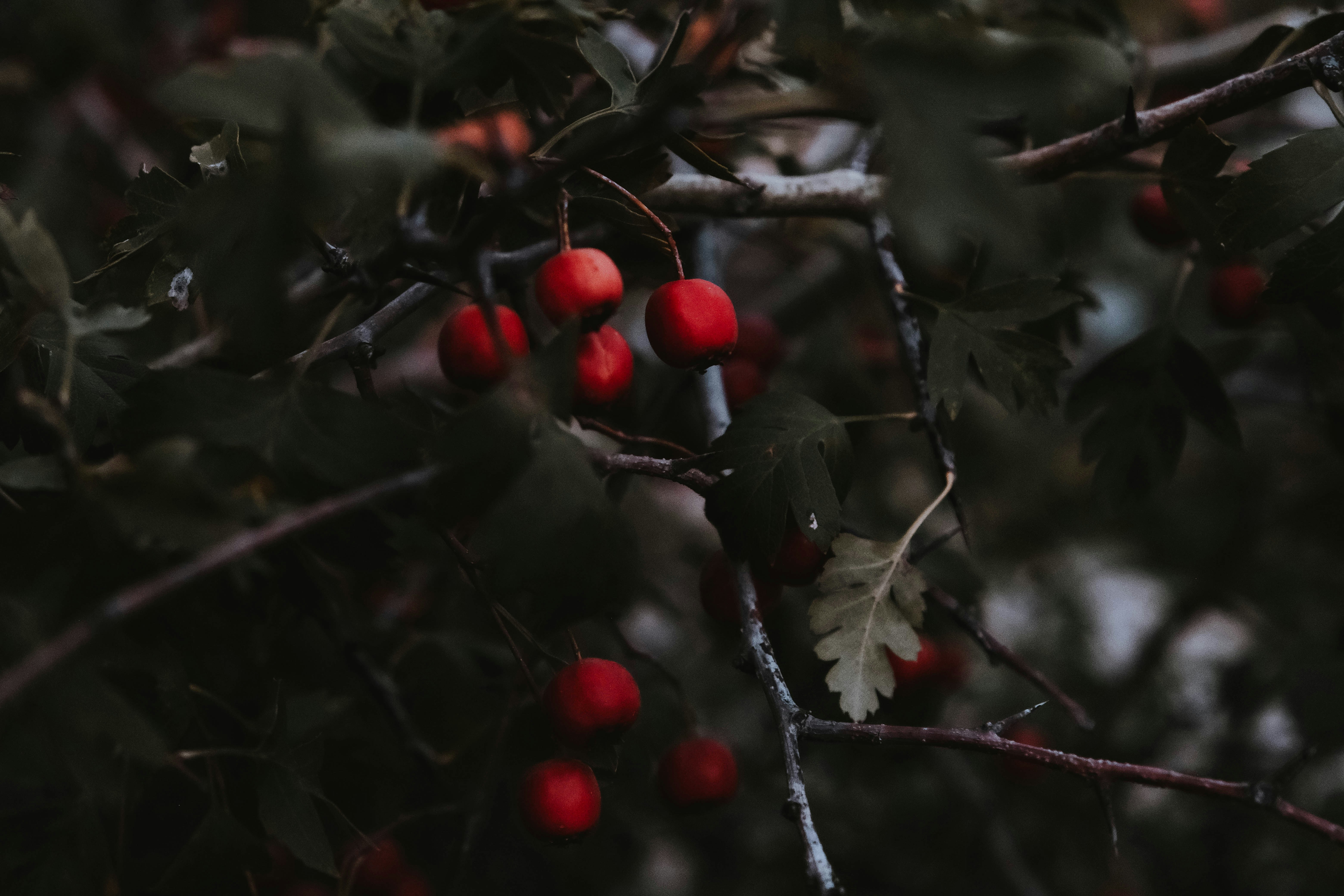 Photo by elenasizontseva