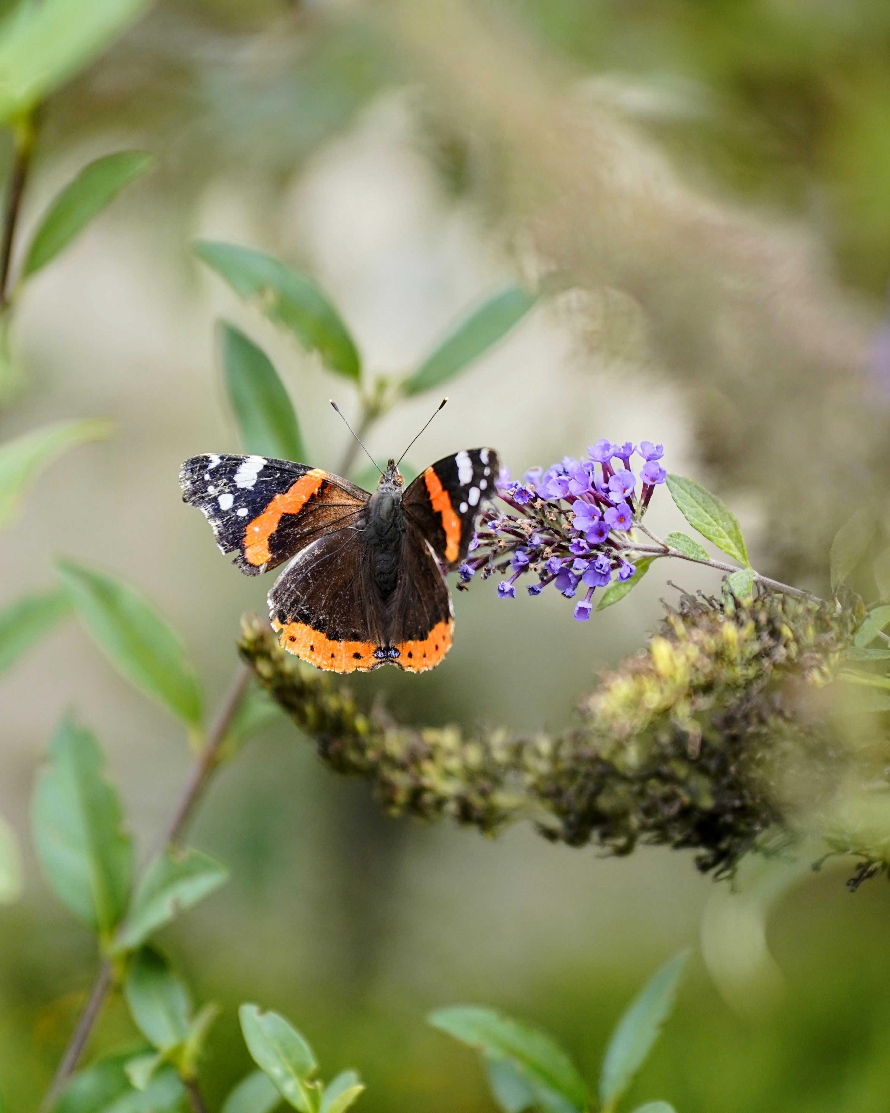 나비는 보라색 꽃에 쉬고 있습니다.