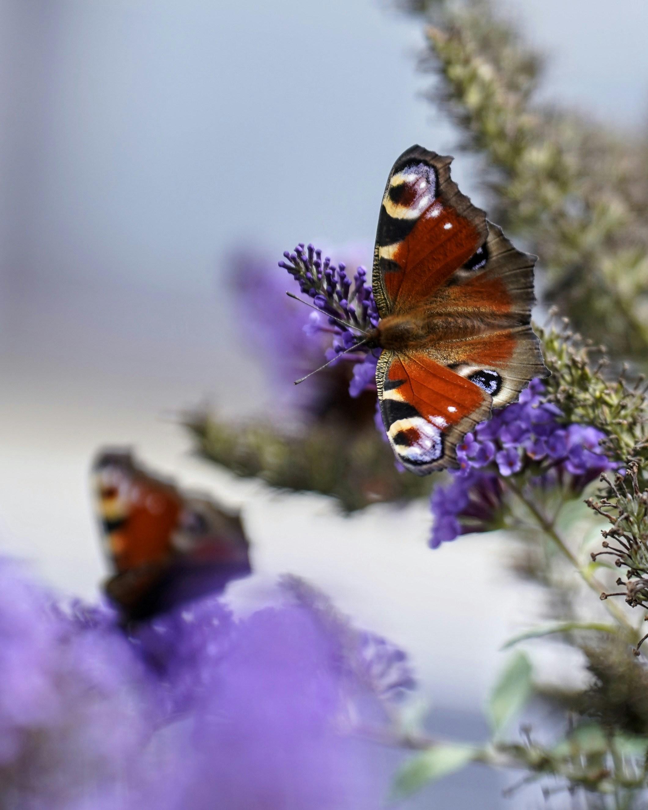 나비는 보라색 꽃에 쉰다.