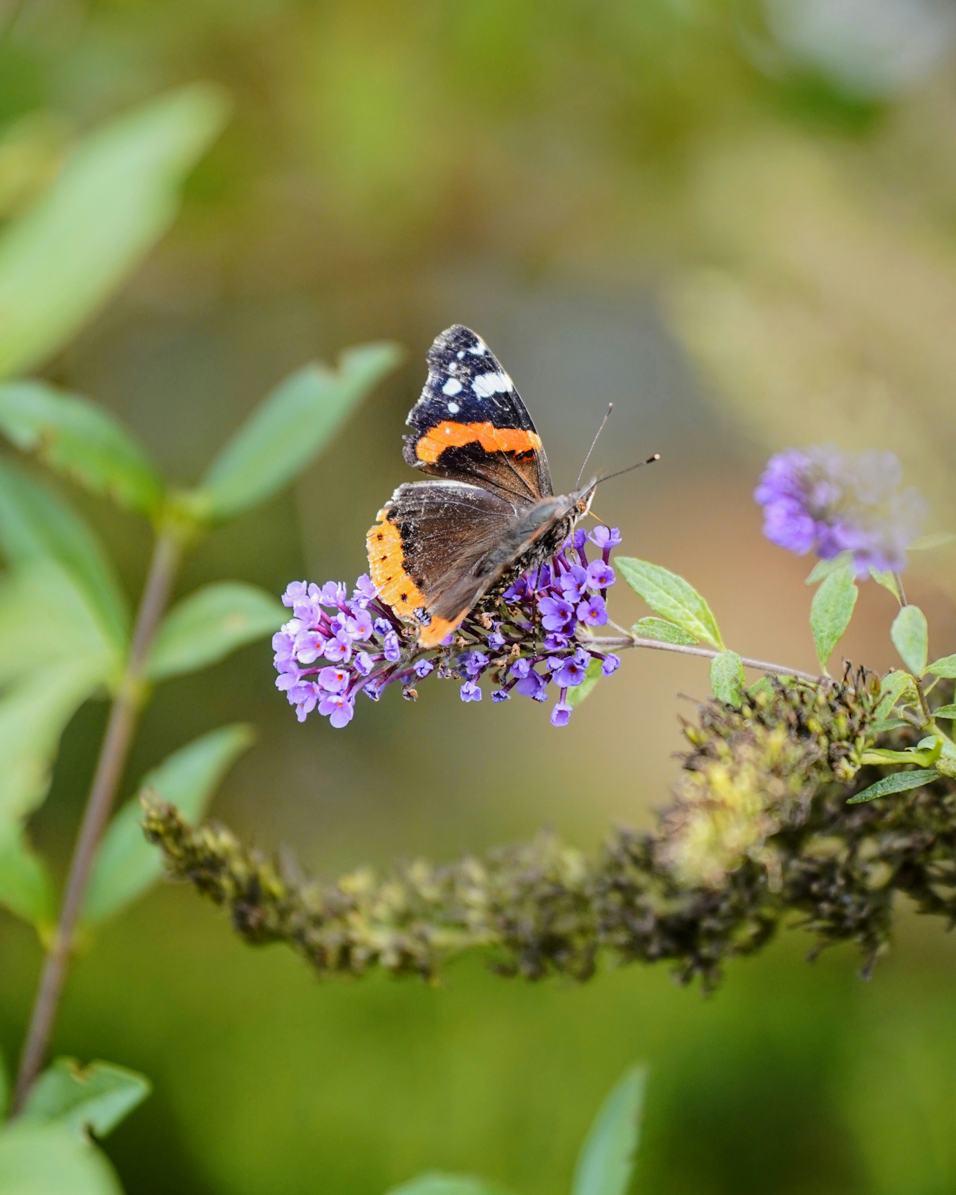 화려한 나비가 보라색 꽃에 앉아 있습니다.