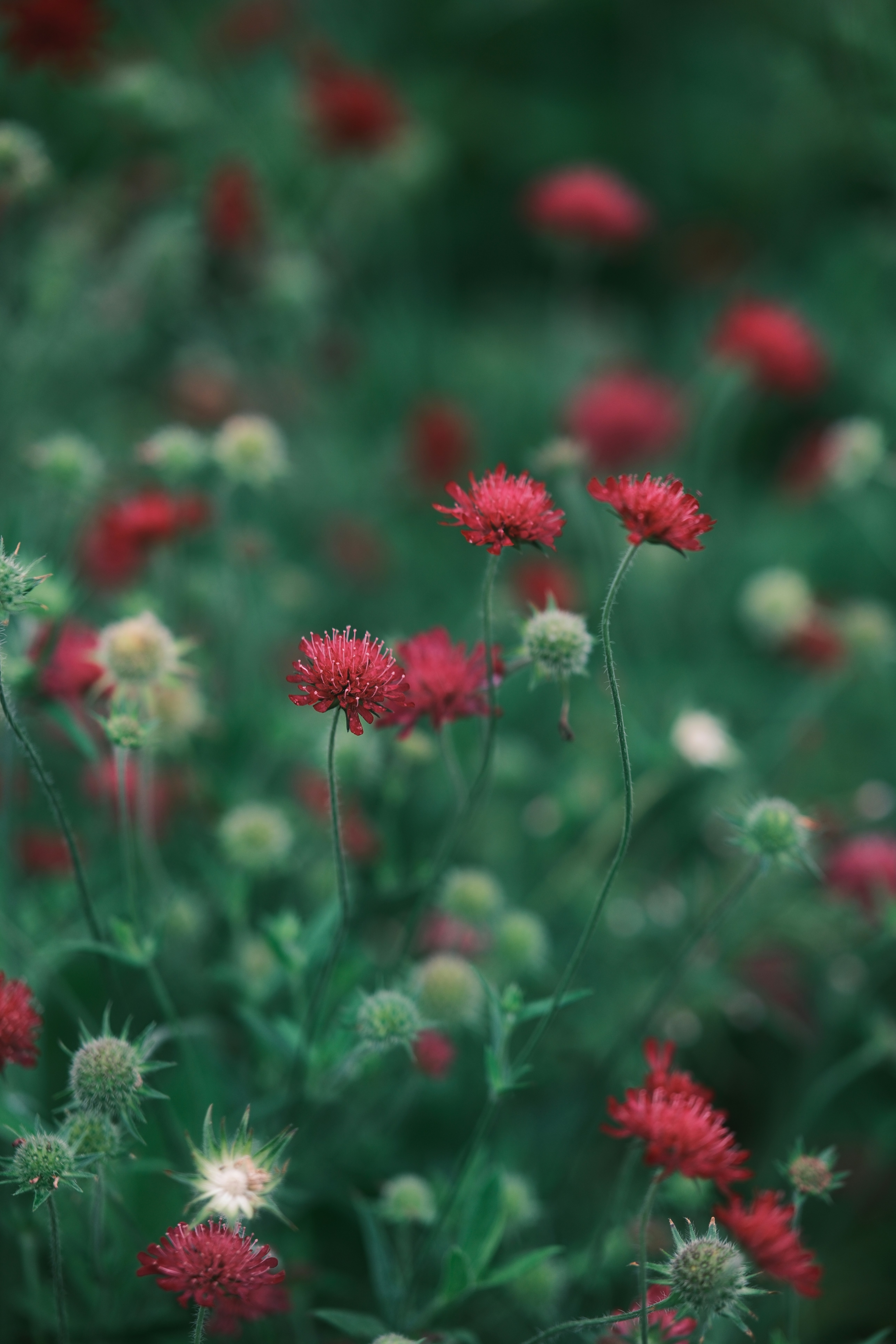 Photo by ginkgoshutter