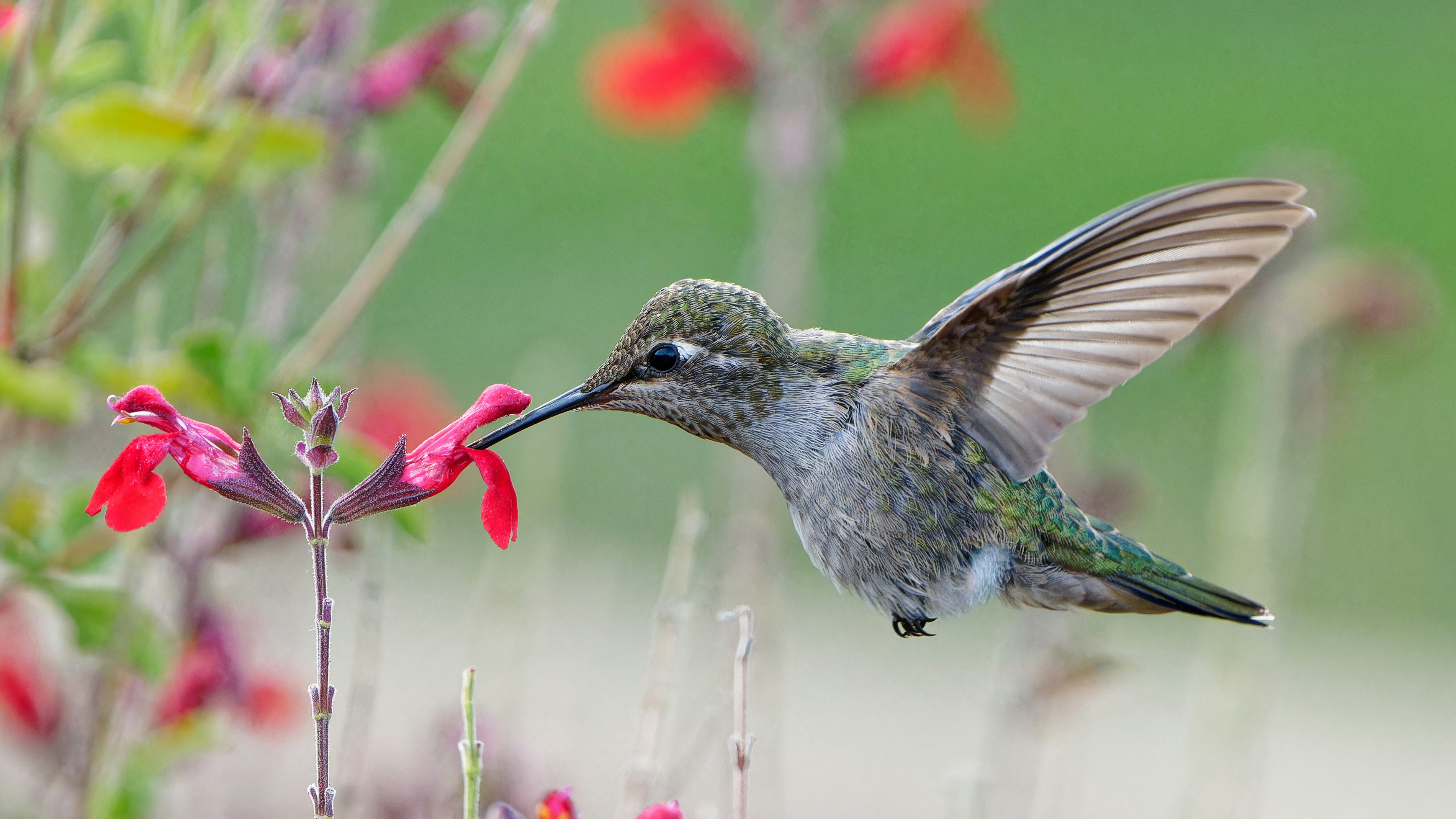 A hummingbird drinks nectar from a bright red flower.