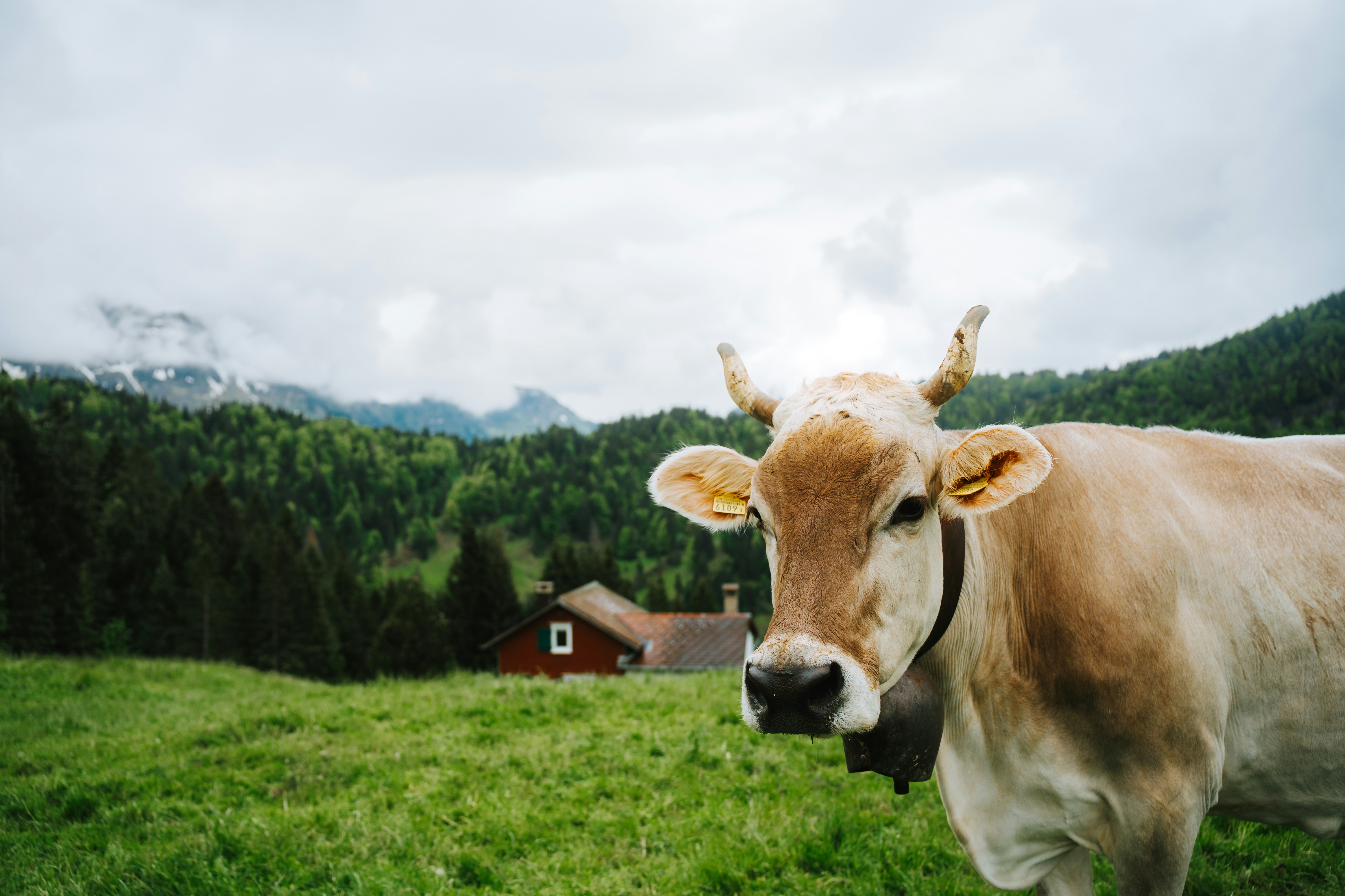 A cow stands in a field with mountains.