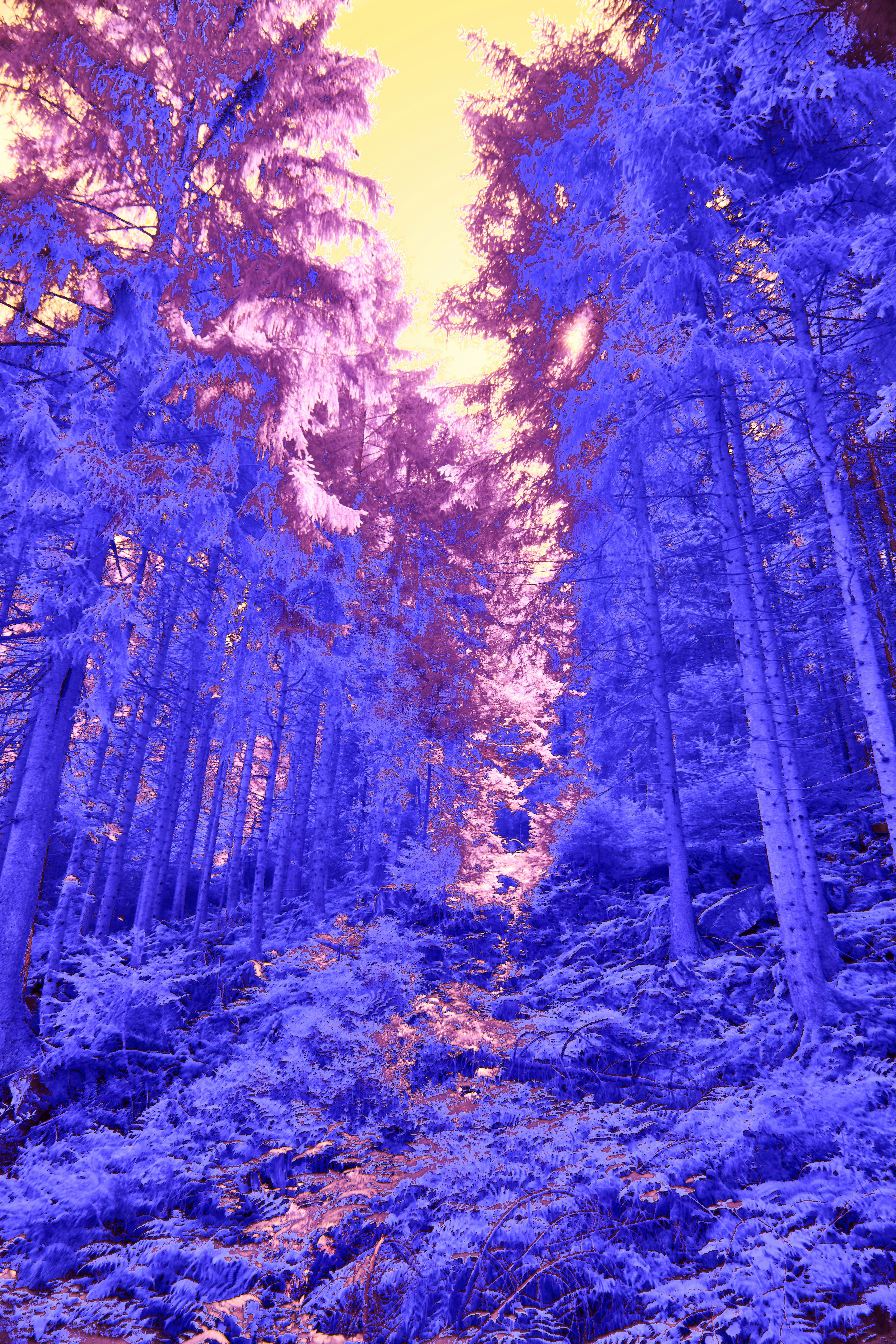 Photo by wolfgang_hasselmann