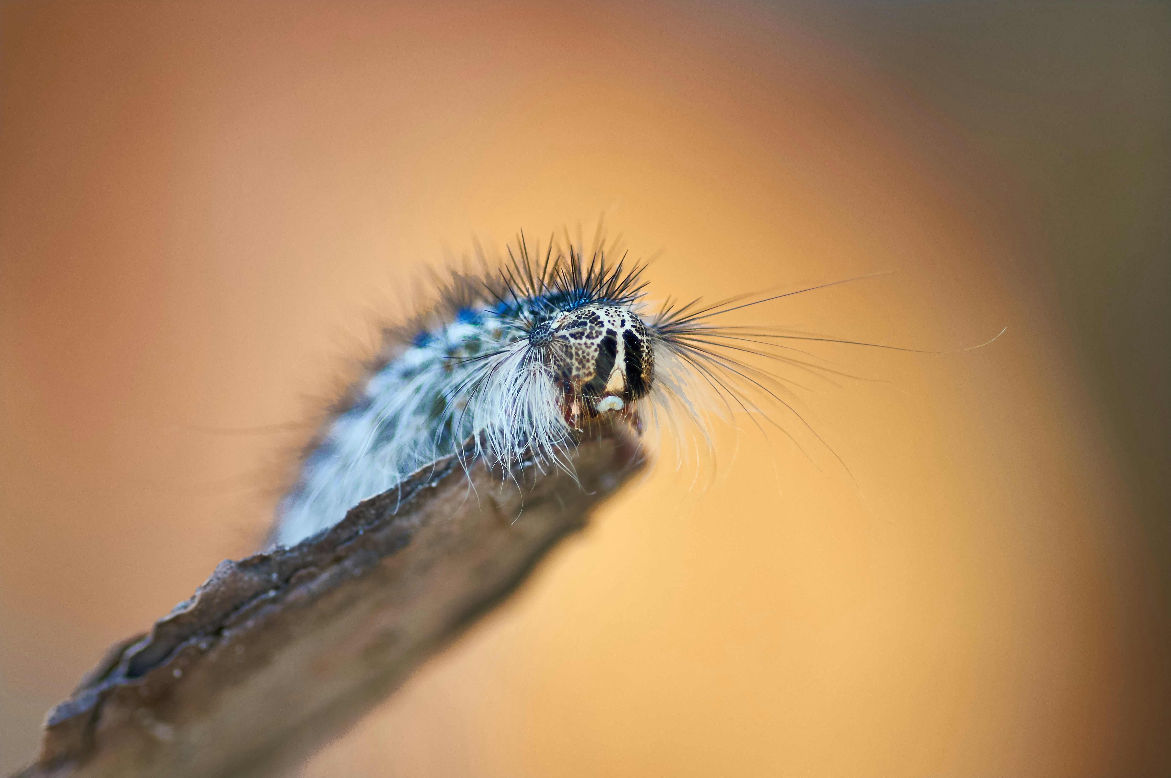 Photo by wolfgang_hasselmann