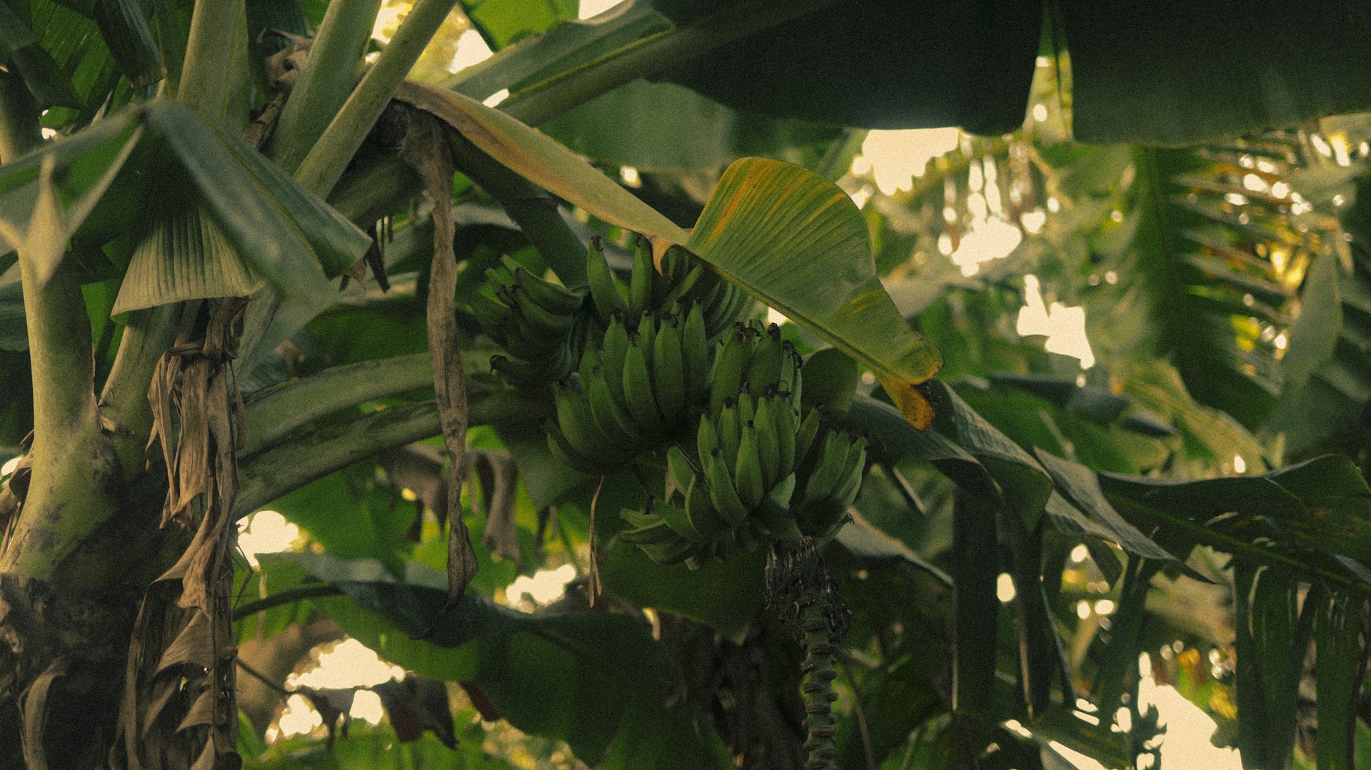 A bunch of bananas grows on a tree.