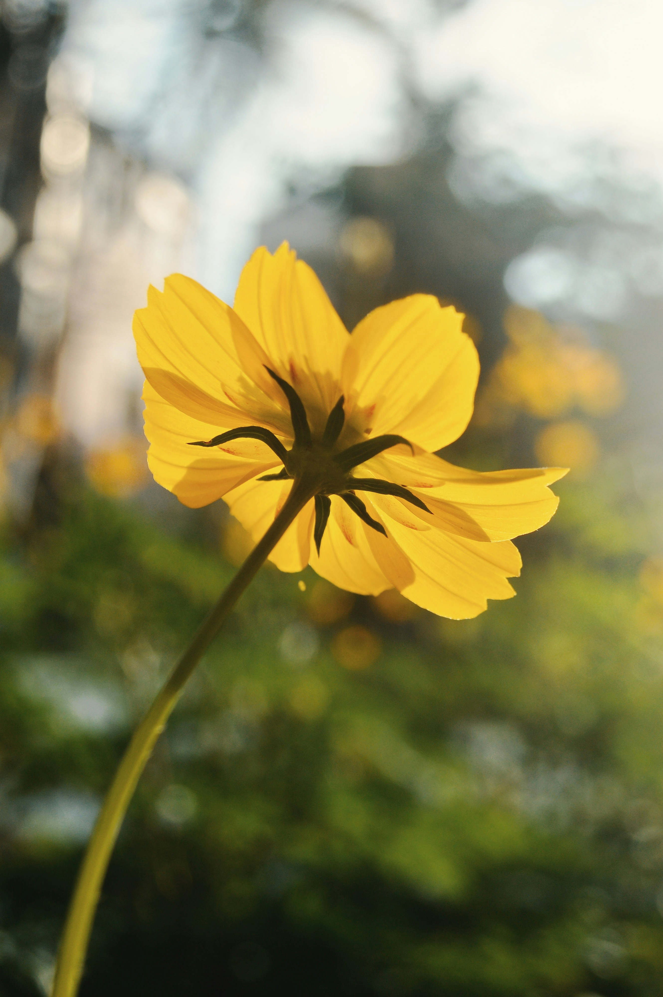 Photo by oscaralex16