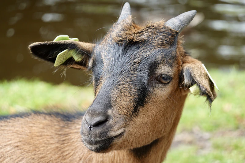 Маленькая козочка