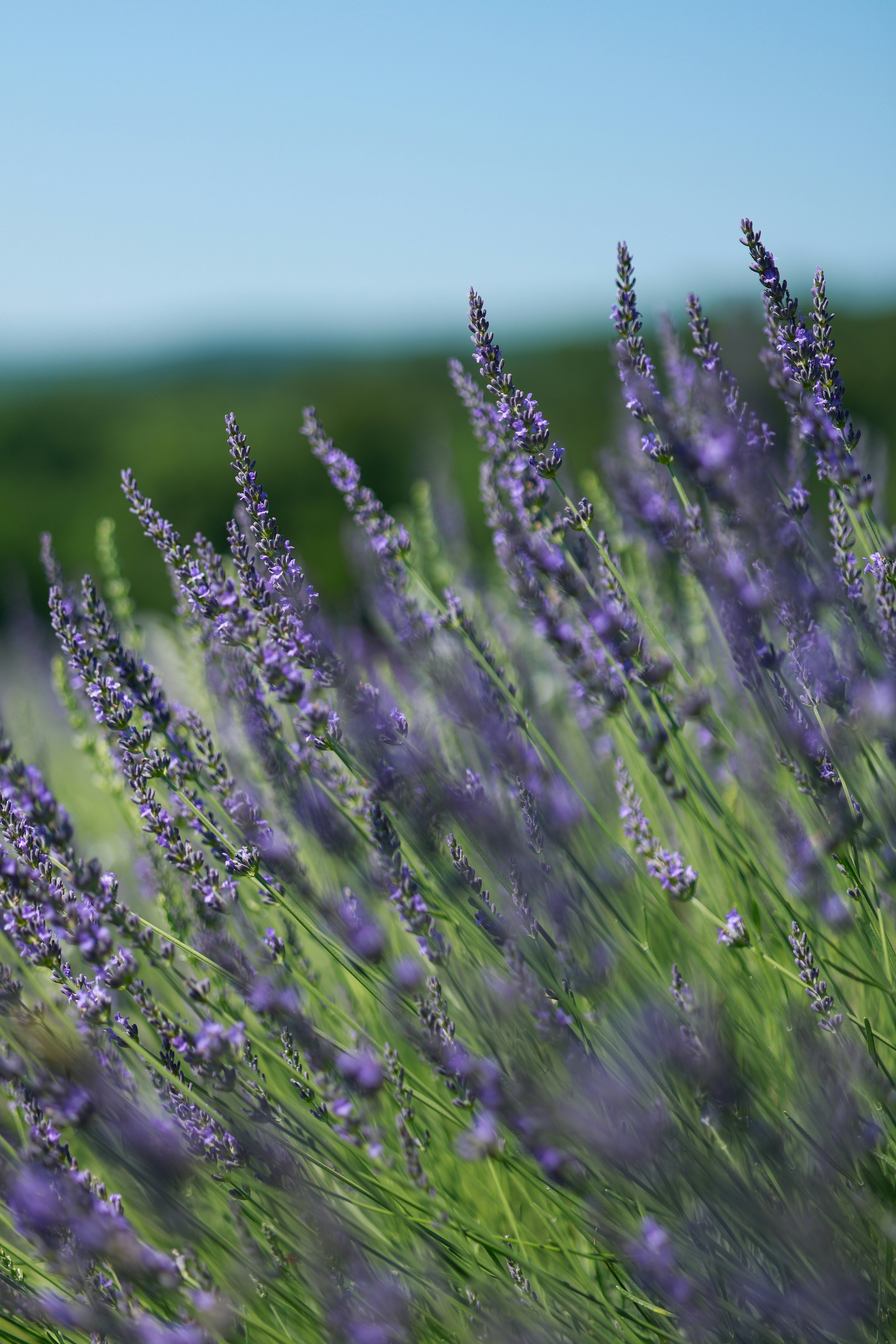 Photo by tportraits_