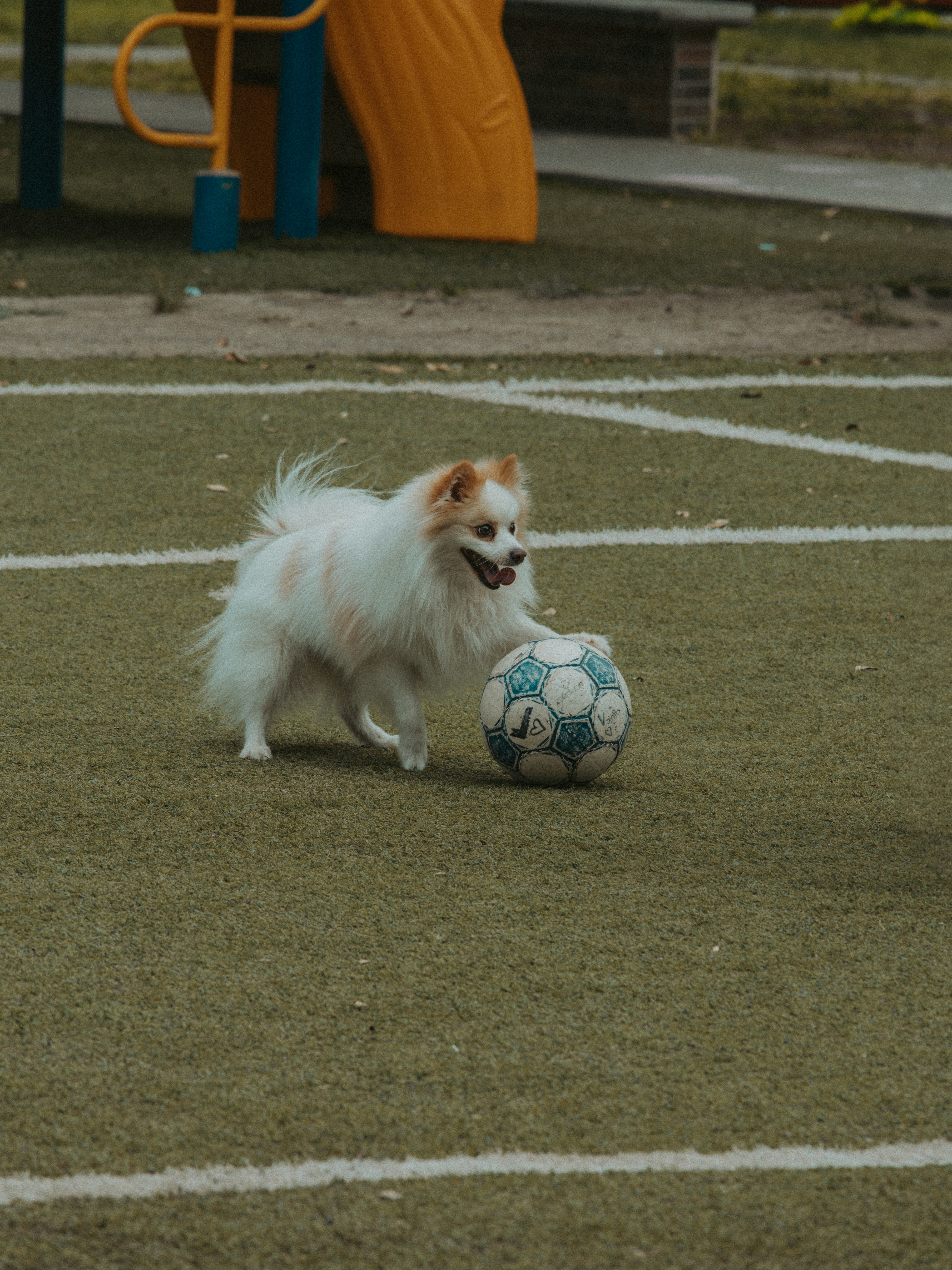 Dog happily playing soccer on the field.