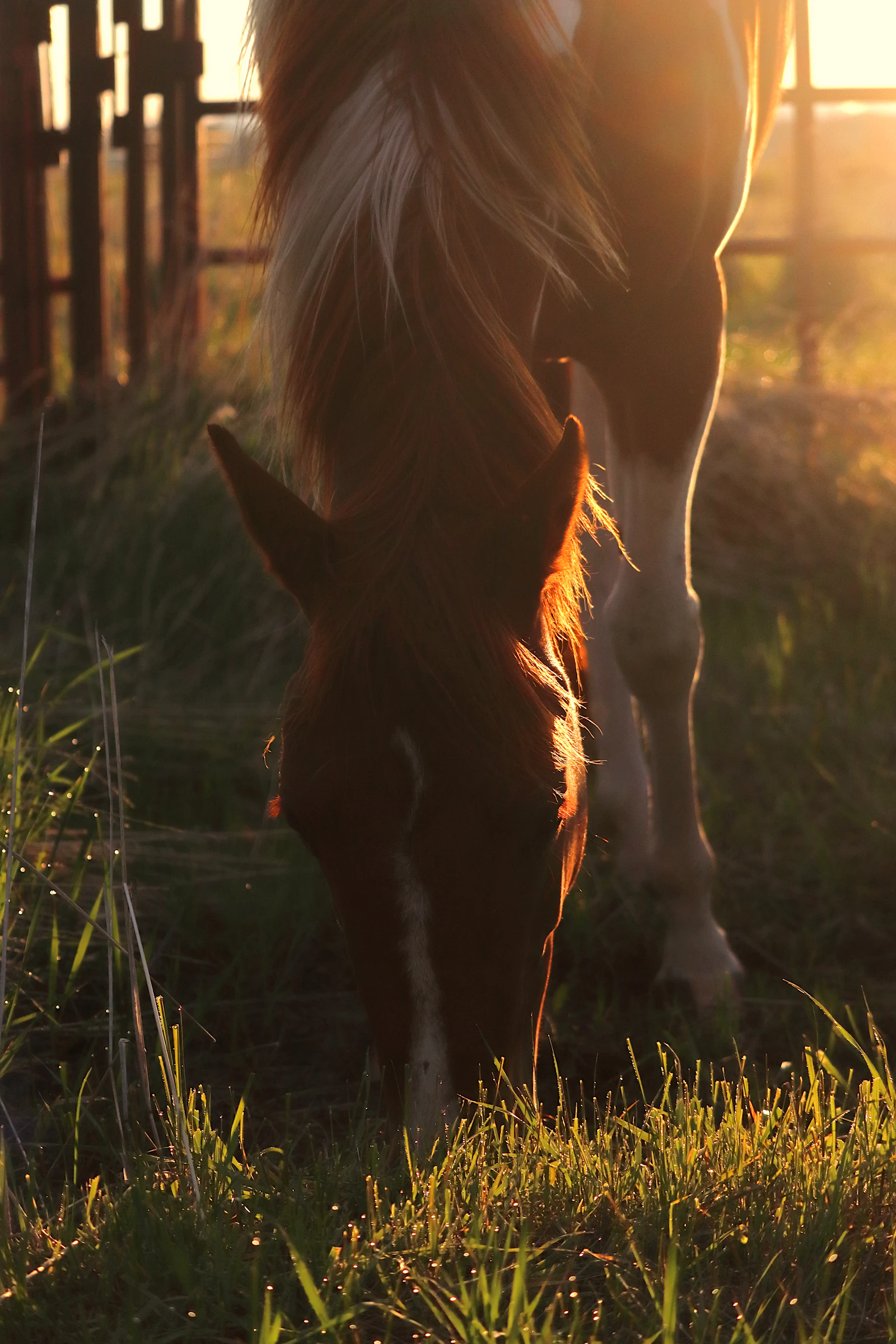 Equine performance