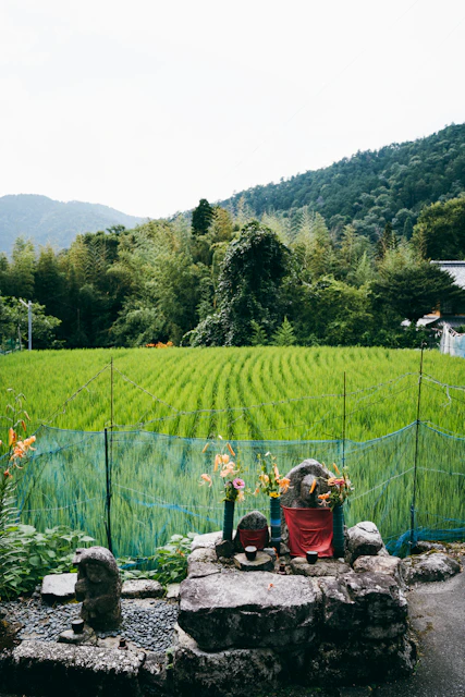 Shrine in front of a rice field.
